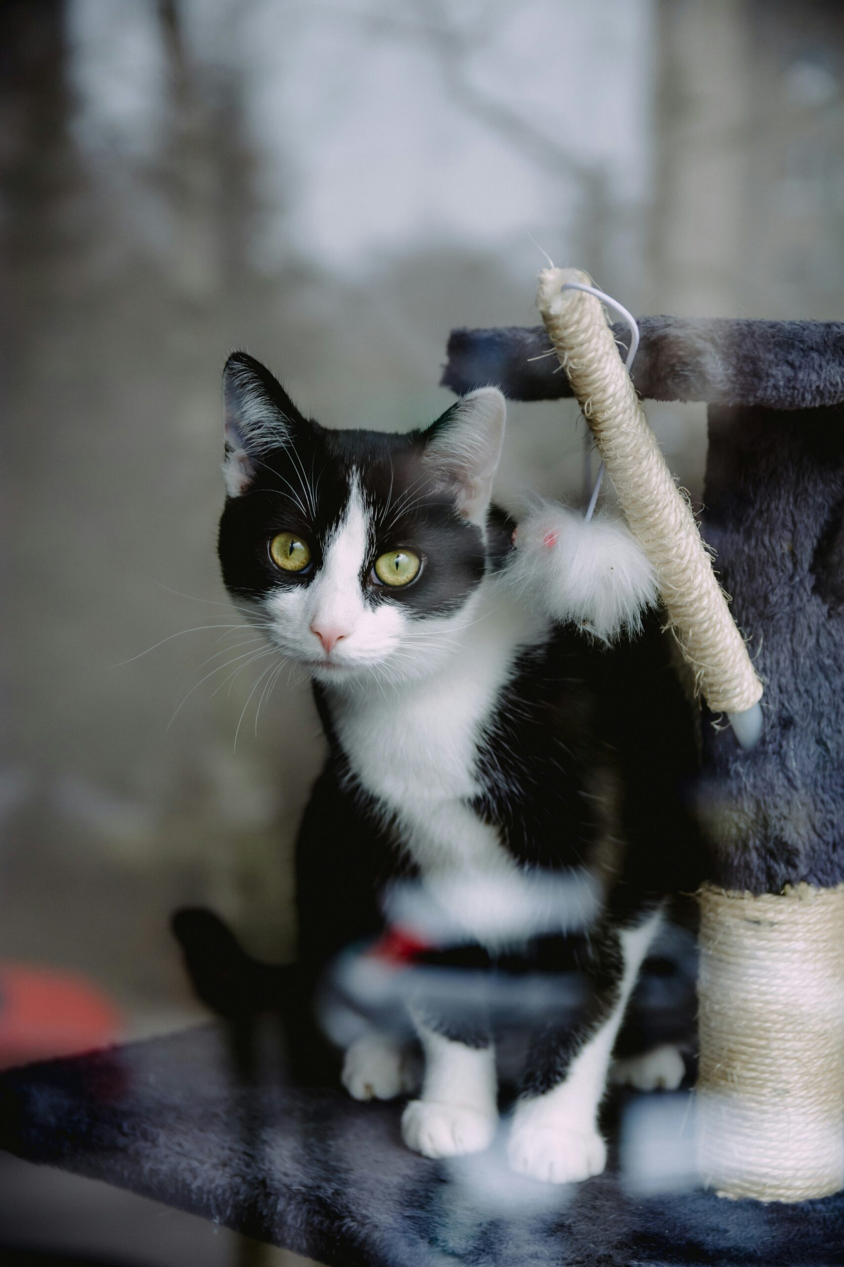 Mengapa Kucing Suka Mendengkur Ketika Berada di Dekat Kita