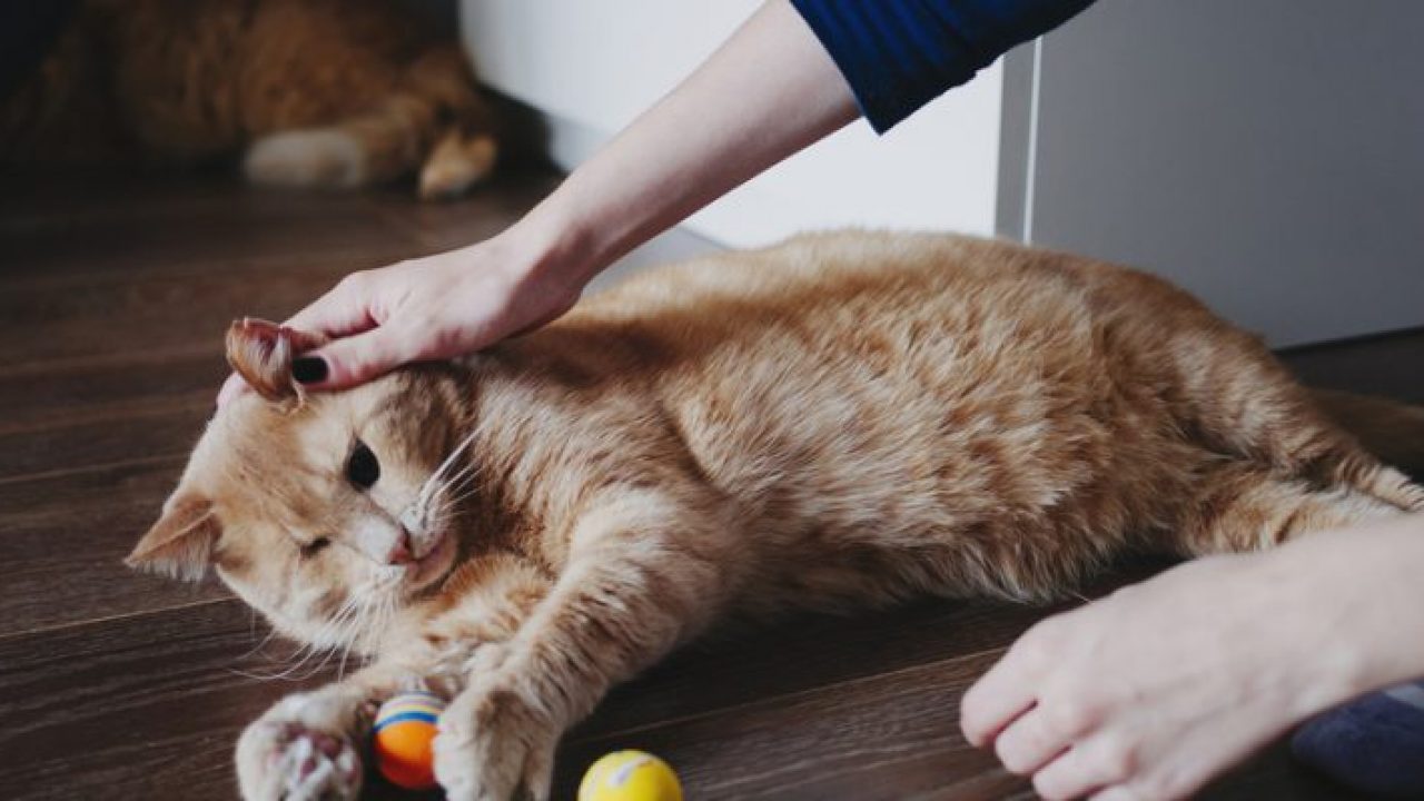 Alasan Kucing Rumahan Keluar Rumah dan Bermain di Halaman