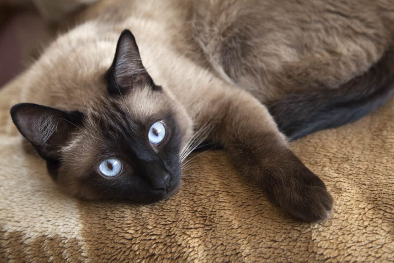 Mengenal Berbagai Macam Ras Kucing yang Ada di Sekitar Kita