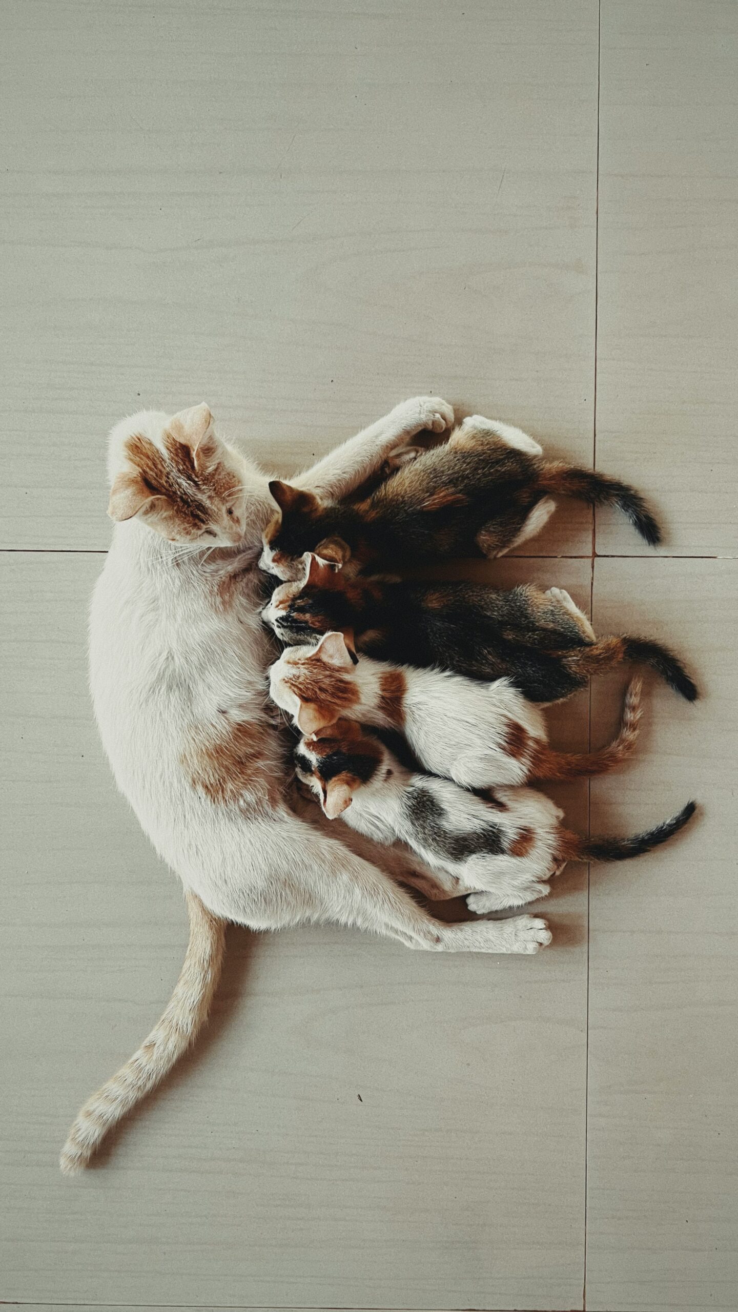 Two cats playing with each other on the floor