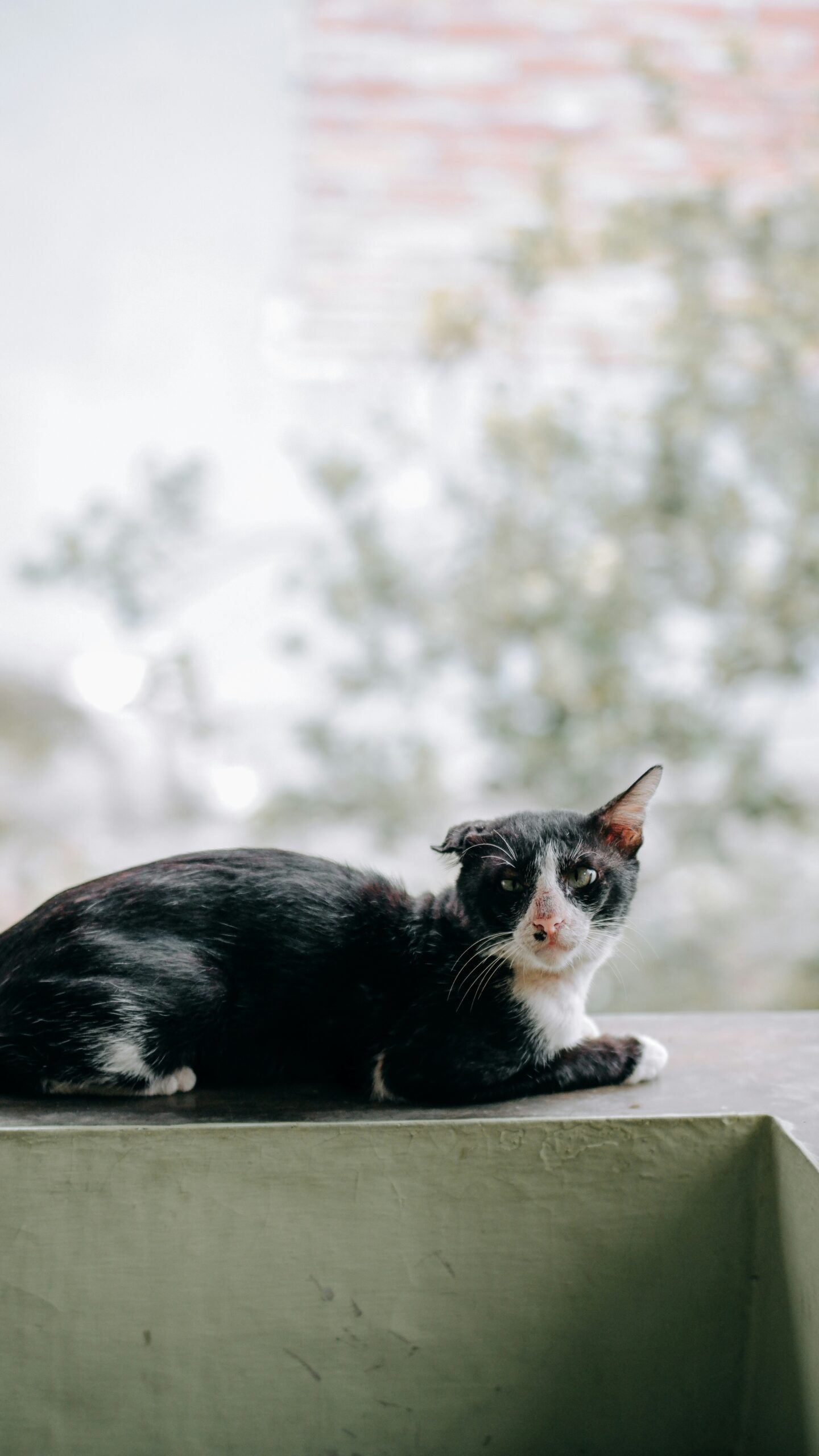 Alasan Mengapa Kucing Mudah Terbangun Dari Tidurnya