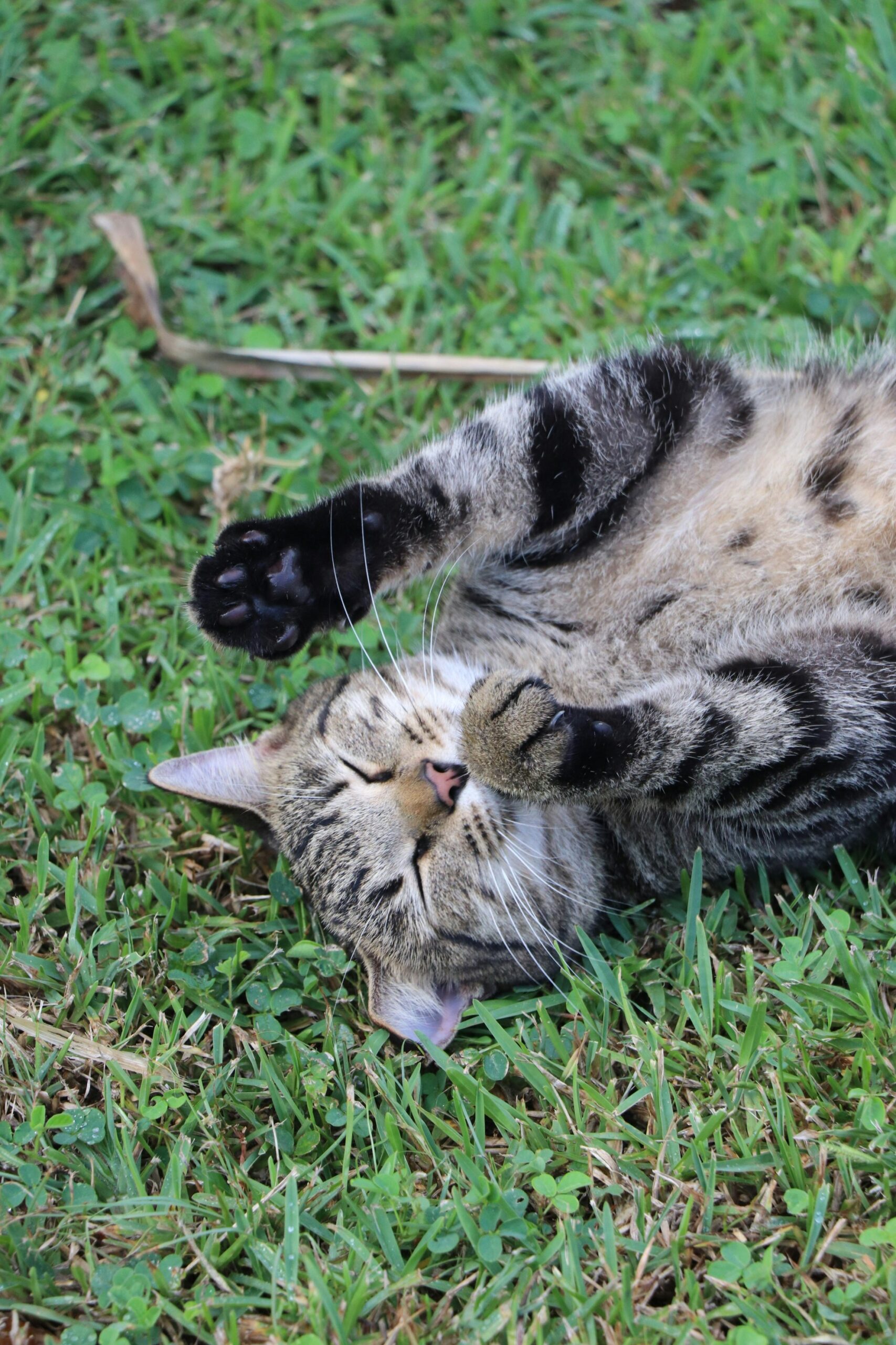 Apakah Kucing Harus Tidur di Tempat yang Empuk dan Nyaman?