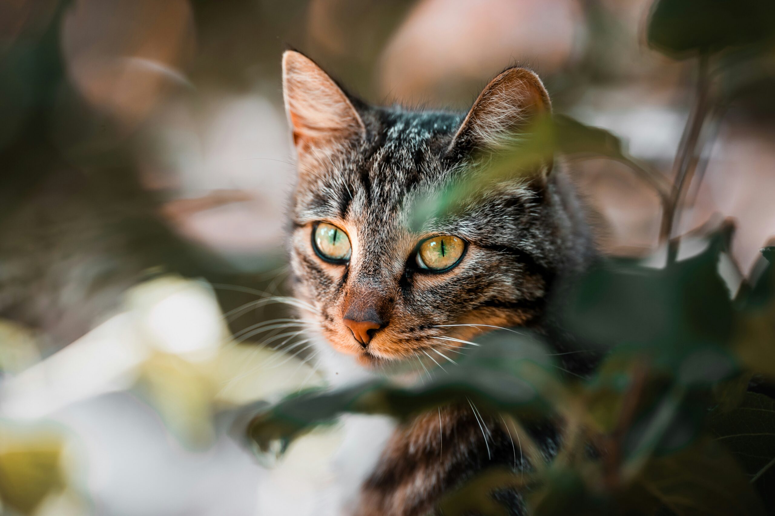 Berbagai Macam Tingkah Laku Kucing Ketika Ingin Makan