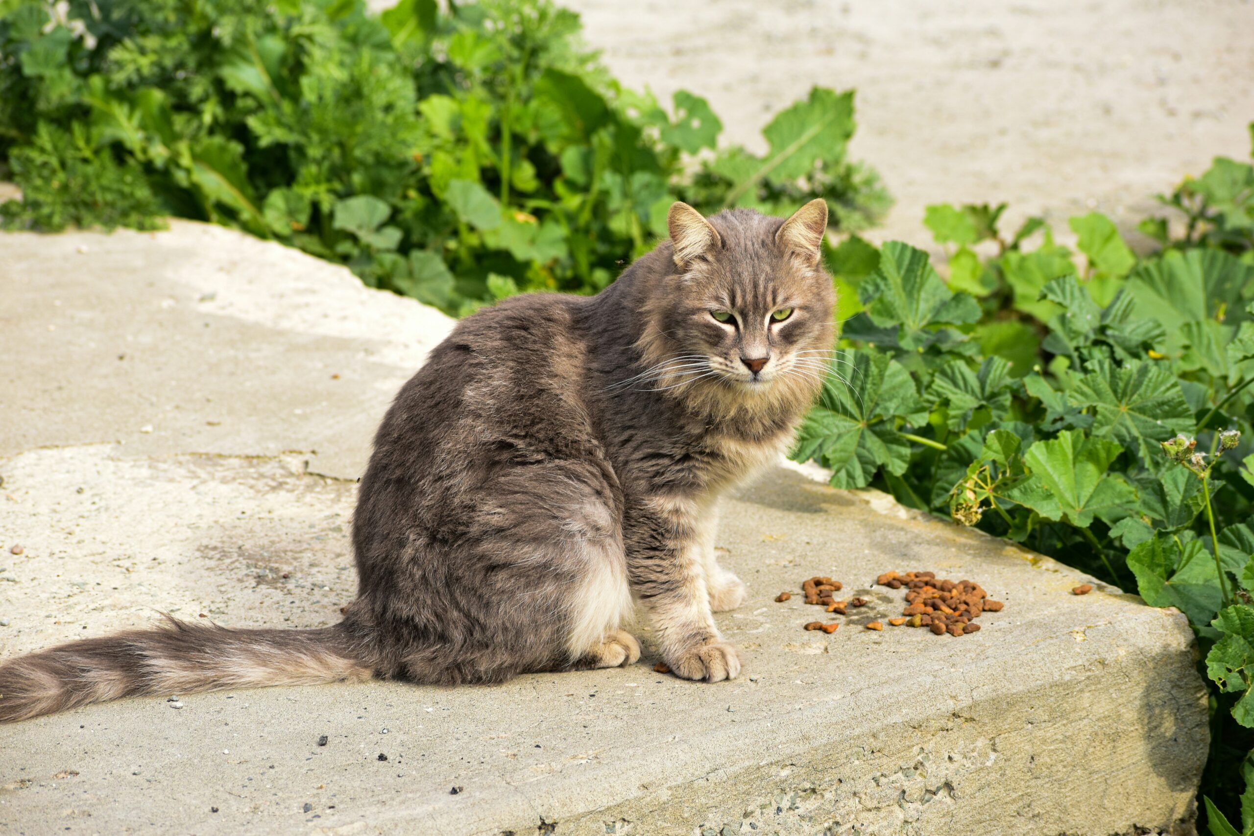 Kucing yang Sangat Suka Berguling-Guling di Tanah