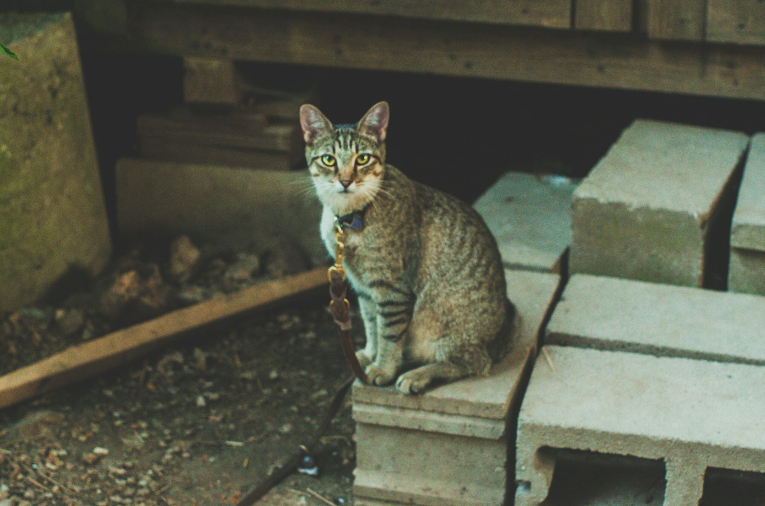 Kucing Zaman Sekarang Bisa Mengikuti Arahan dari Majikannya?