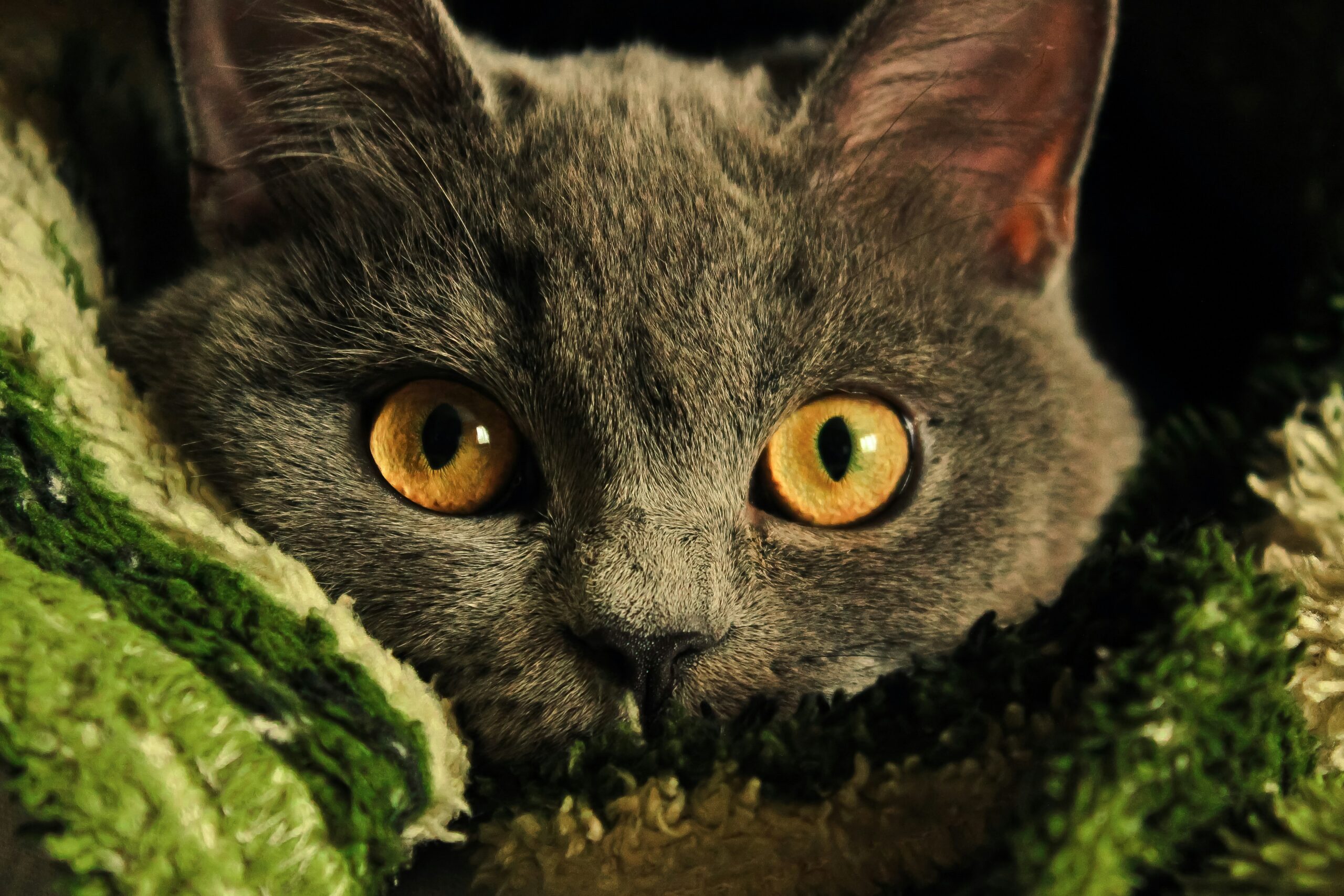 a gray cat with yellow eyes laying on a blanket