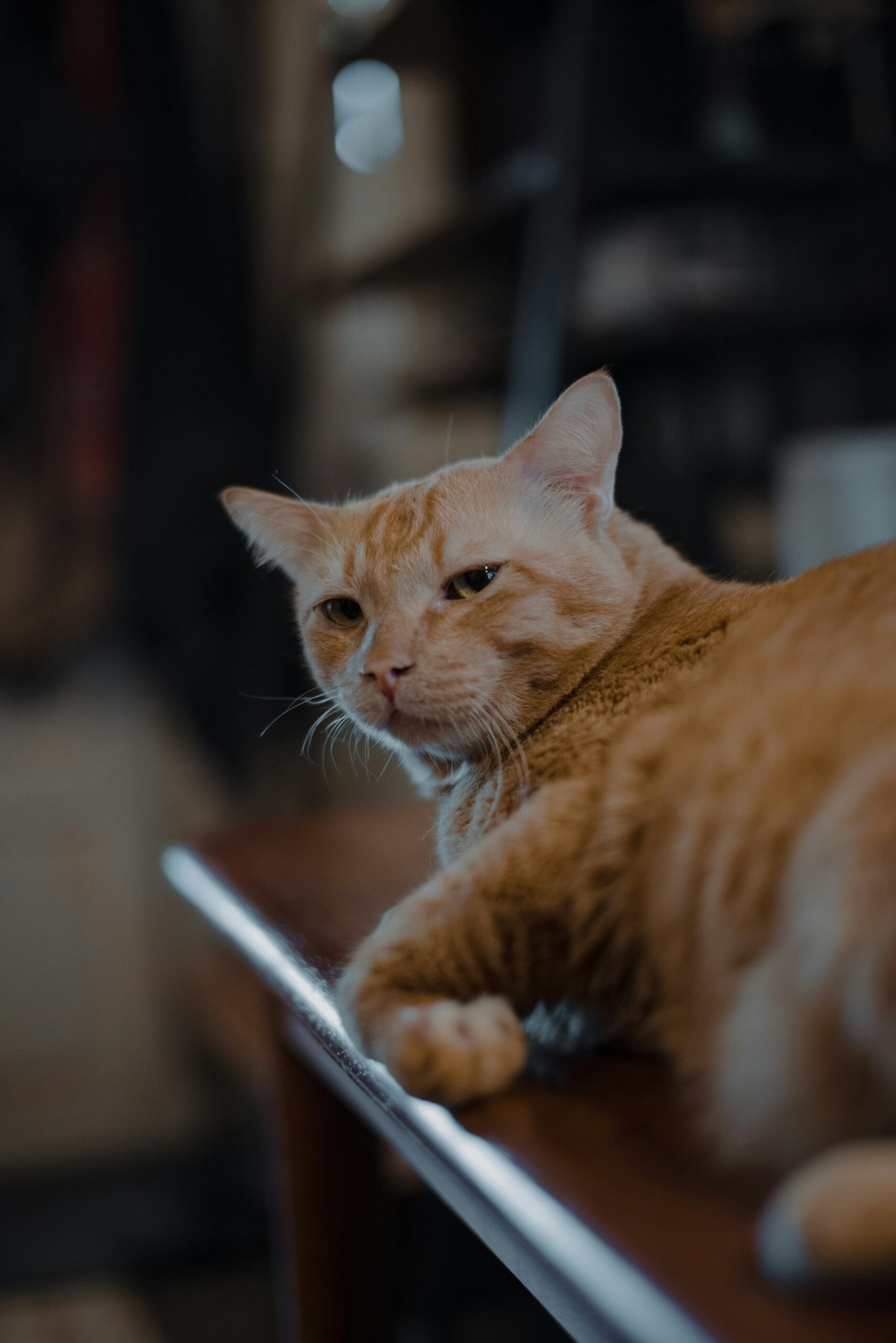 an orange cat laying on top of a wooden table