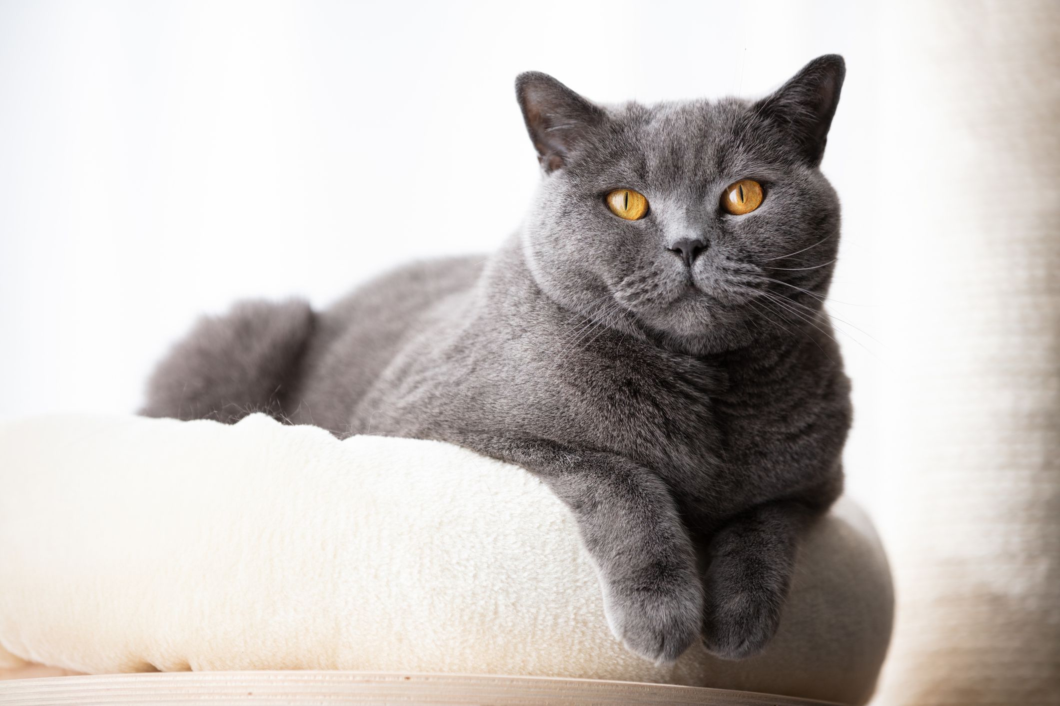 Perbedaan Antara British Shorthair dan Chartreux