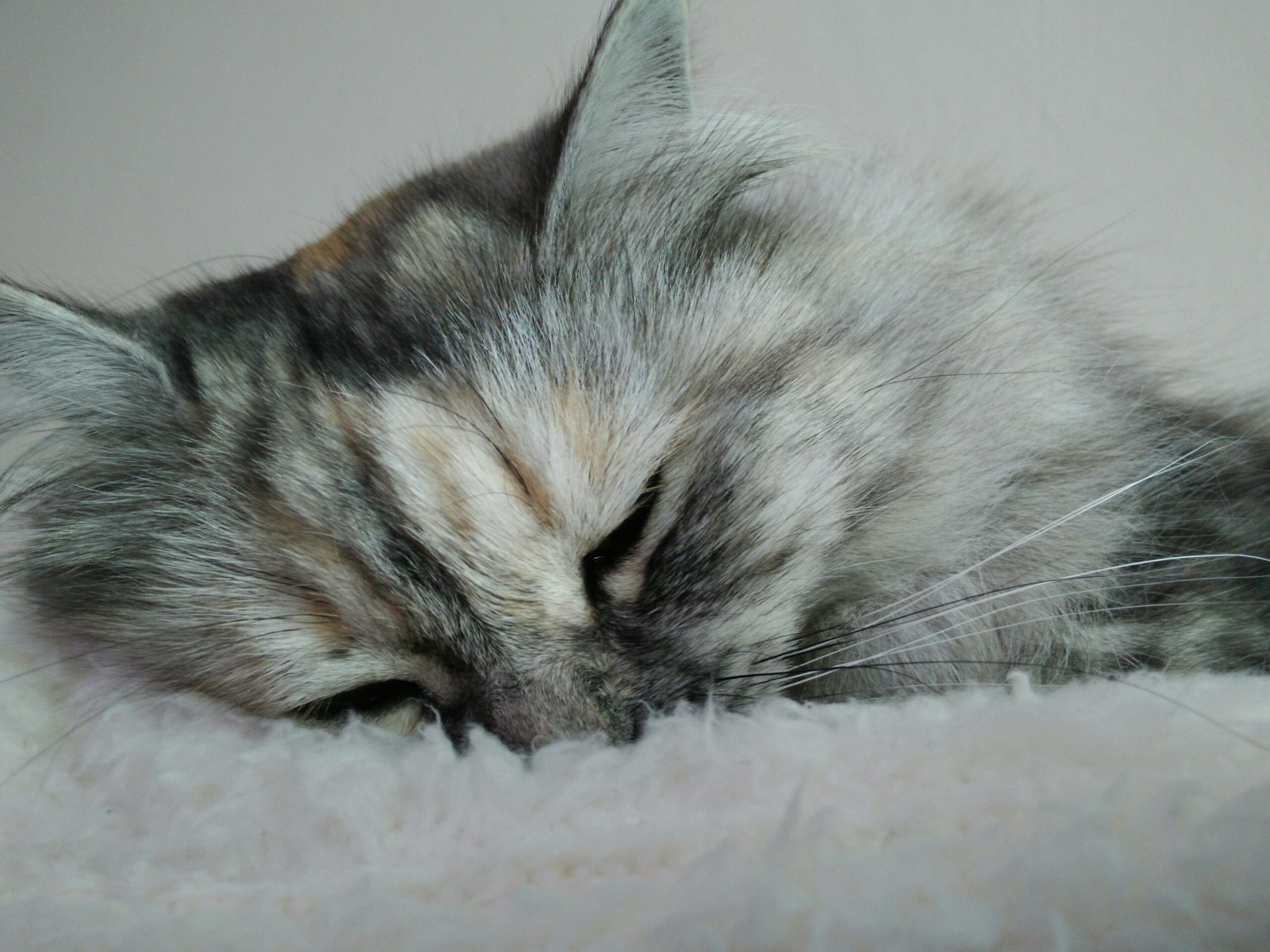 brown tabby cat lying on white textile