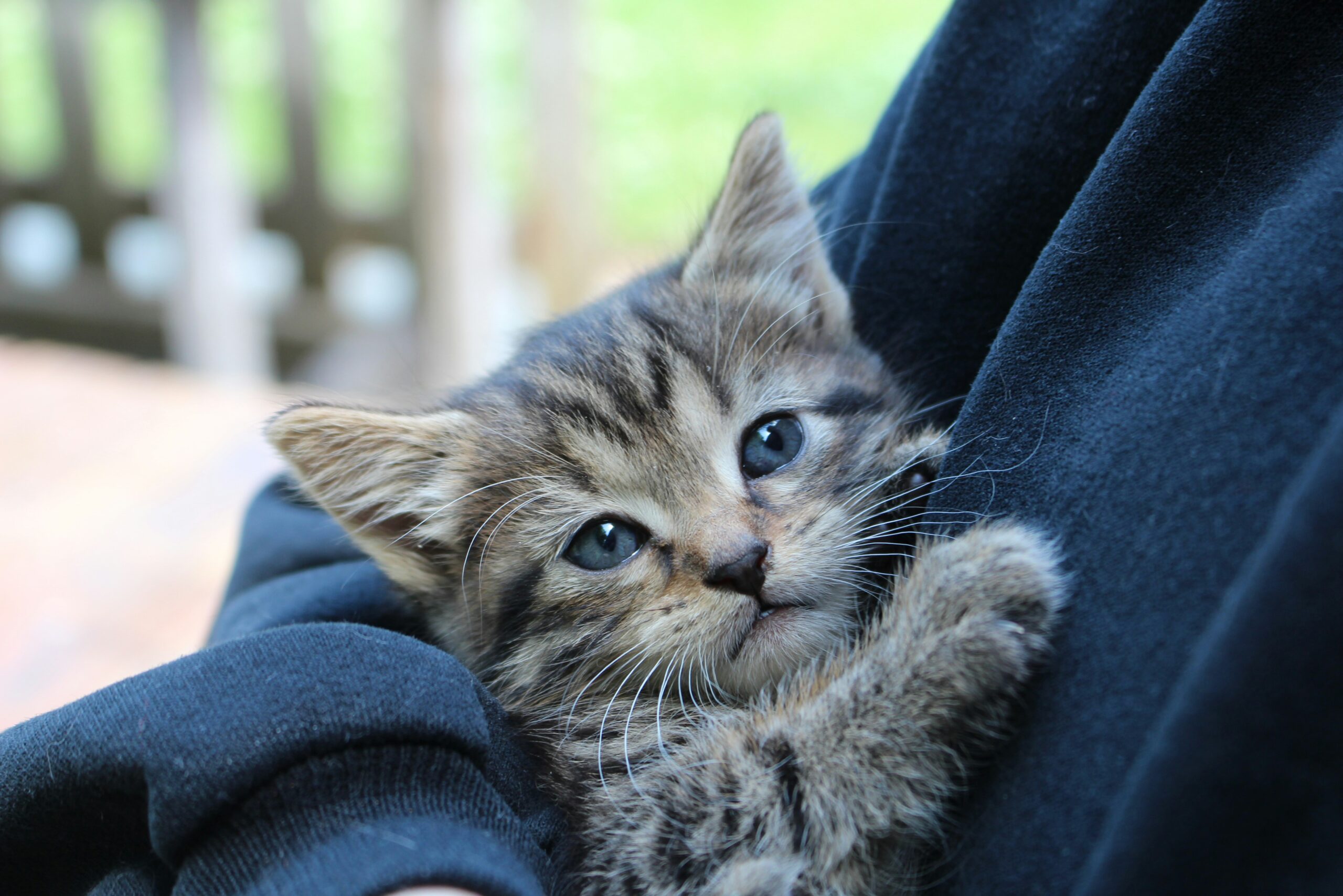 brown tabby kitten on blue denim jeans