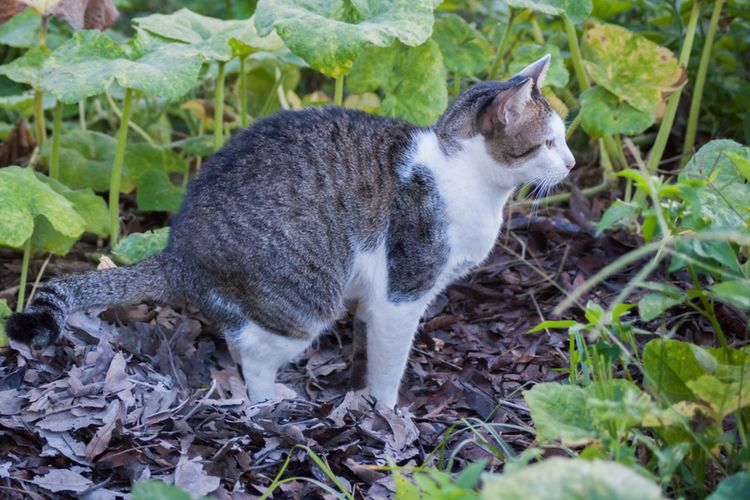 Mengenali Ciri-Ciri Kucing Ingin Buang Air Besar