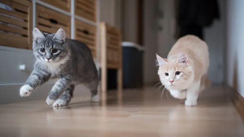 Mengapa Kucing Suka Bermain dengan Barang yang Ada di Rumah