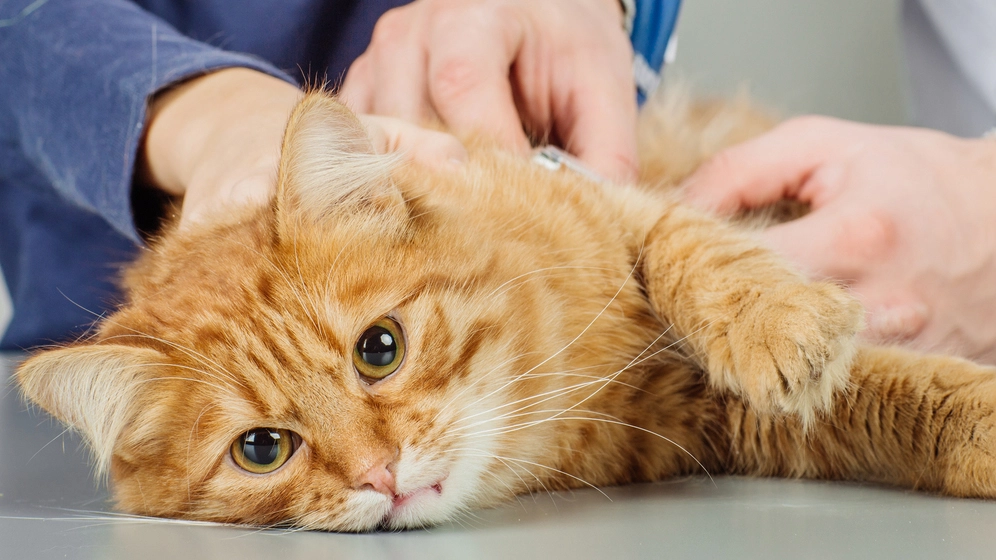 Cara untuk Mencegah Kucing dari Cacingan, Simak Ini!