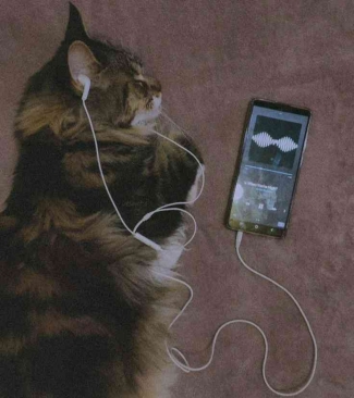 Apakah Kucing Dapat Mendengarkan Musik yang Kita Putar?