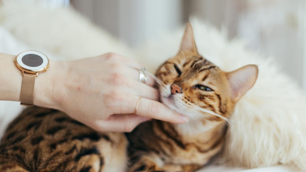 Alasan Mengapa Kucing Harus Dielus Setiap Hari