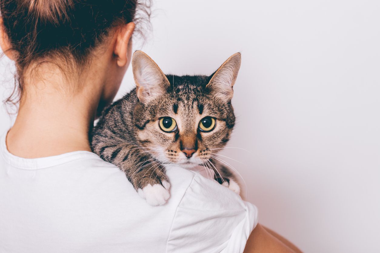 Mengapa Kucing Sangat Ingin Sekali Kita Gendong Seperti Bayi