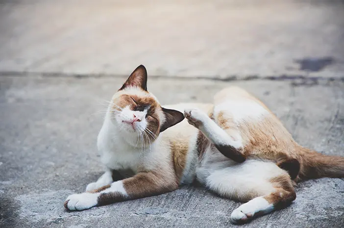 Cara Menghilangkan Kutu yang Ada pada Kucing Kita, Begini