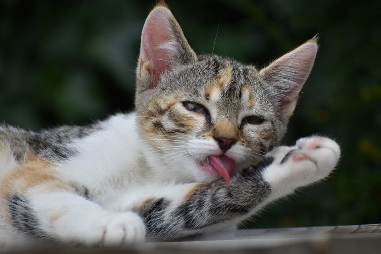 Mengapa Kucing Sering Menjilat Badannya Setelah Makan?