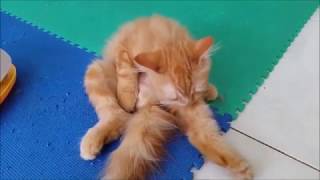 Mengapa Kucing Suka Buang Air pada Tempat yang Lembab