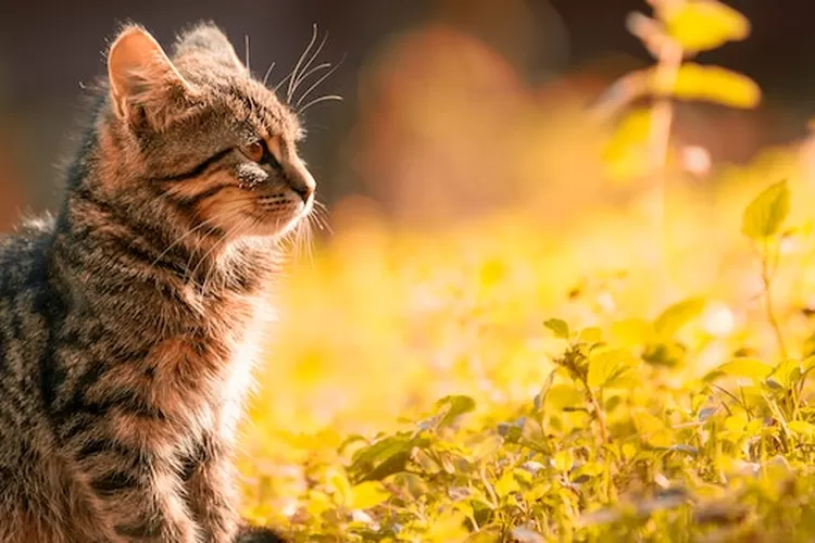 Mengapa Kucing Bisa Mengingat Arah Pulang ke Rumahnya?