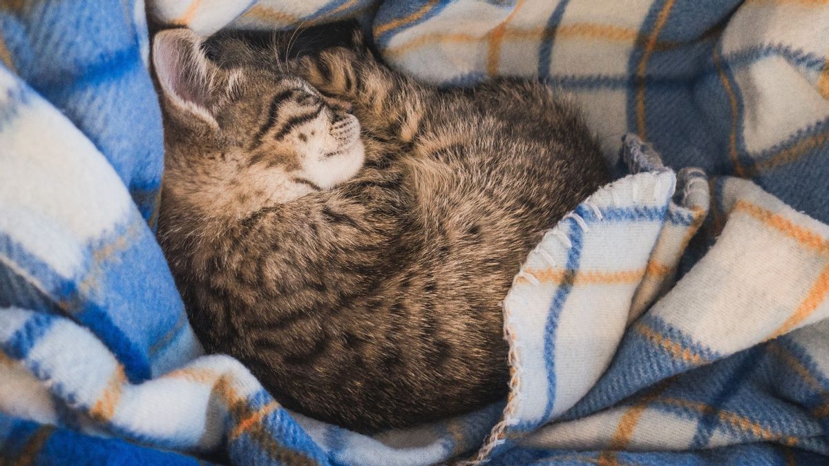 Mengungkap Alasan Kucing Terkadang Tidak Mau Makan