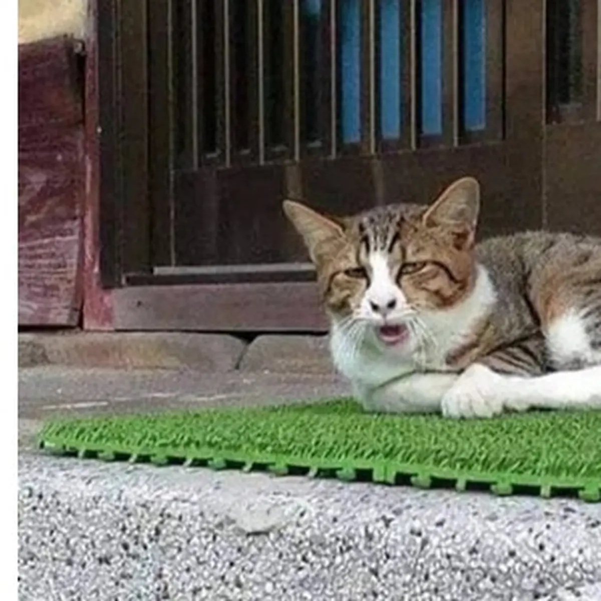 Mengapa Kucing Suka Mengeong-ngeong Sendiri?