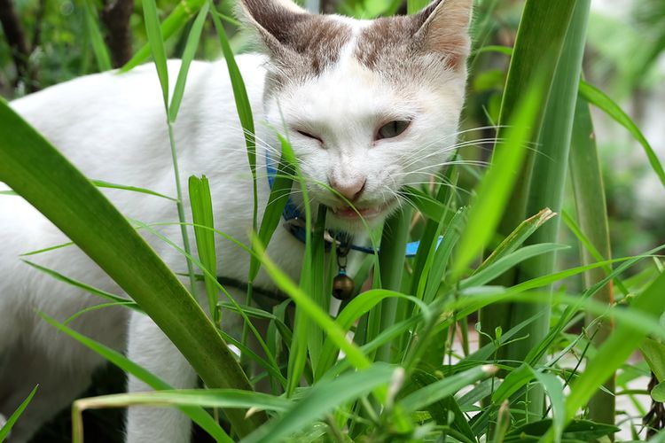 Apakah Rumput Liar Baik untuk Pencernaan Kucing?