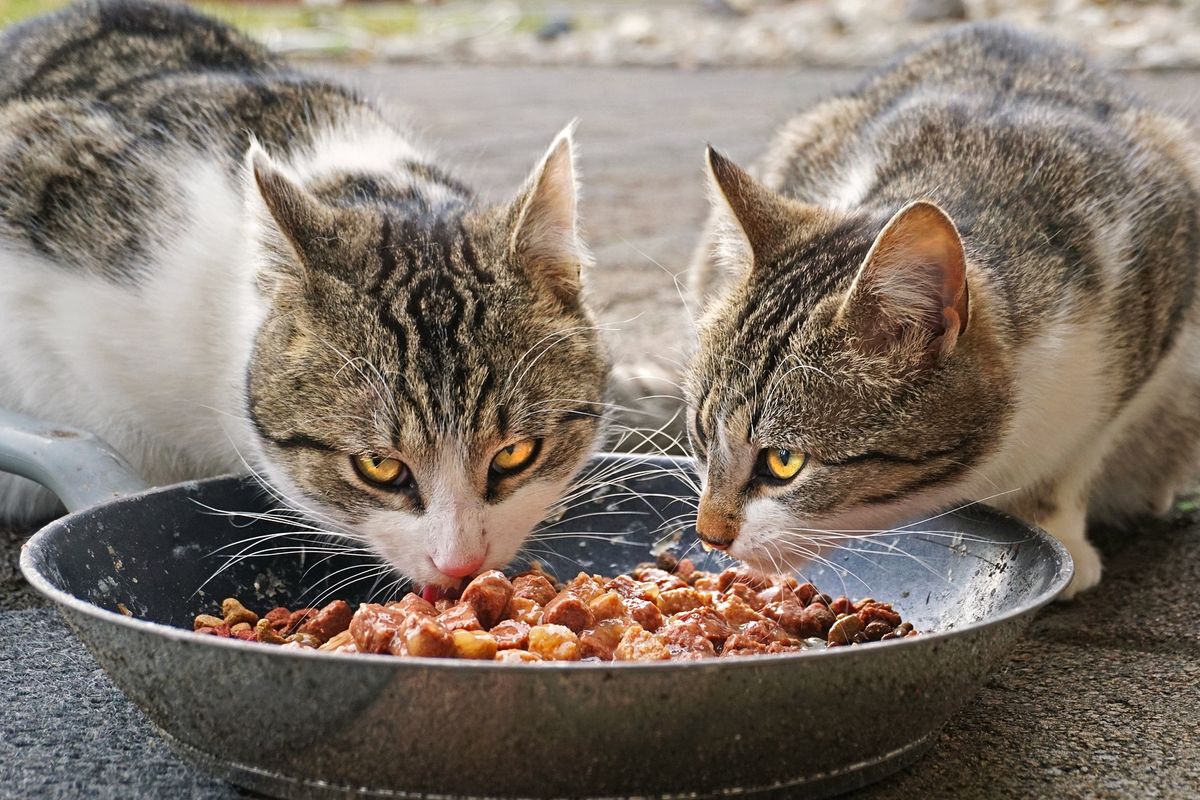 Bagaimana Cara Identifikasi Kucing Ketika Ia Merasa Lapar dan Haus