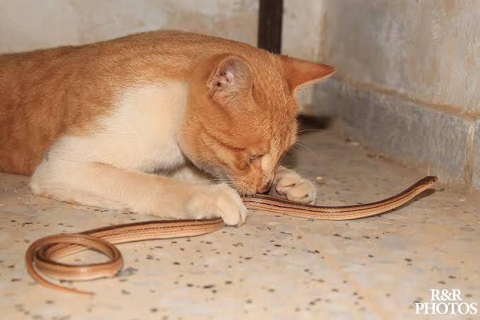 Mengapa Kucing Berani Melawan Hewan yang Lebih Besar Darinya