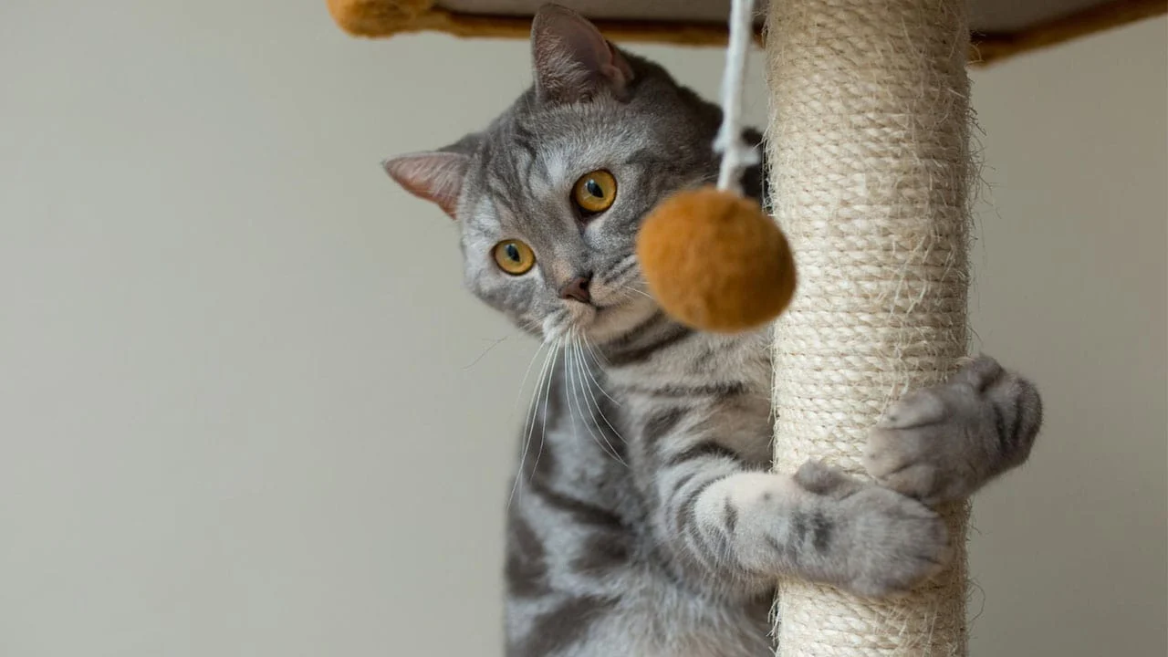 Berbagai Mainan Kucing yang Dapat Membuatnya Senang