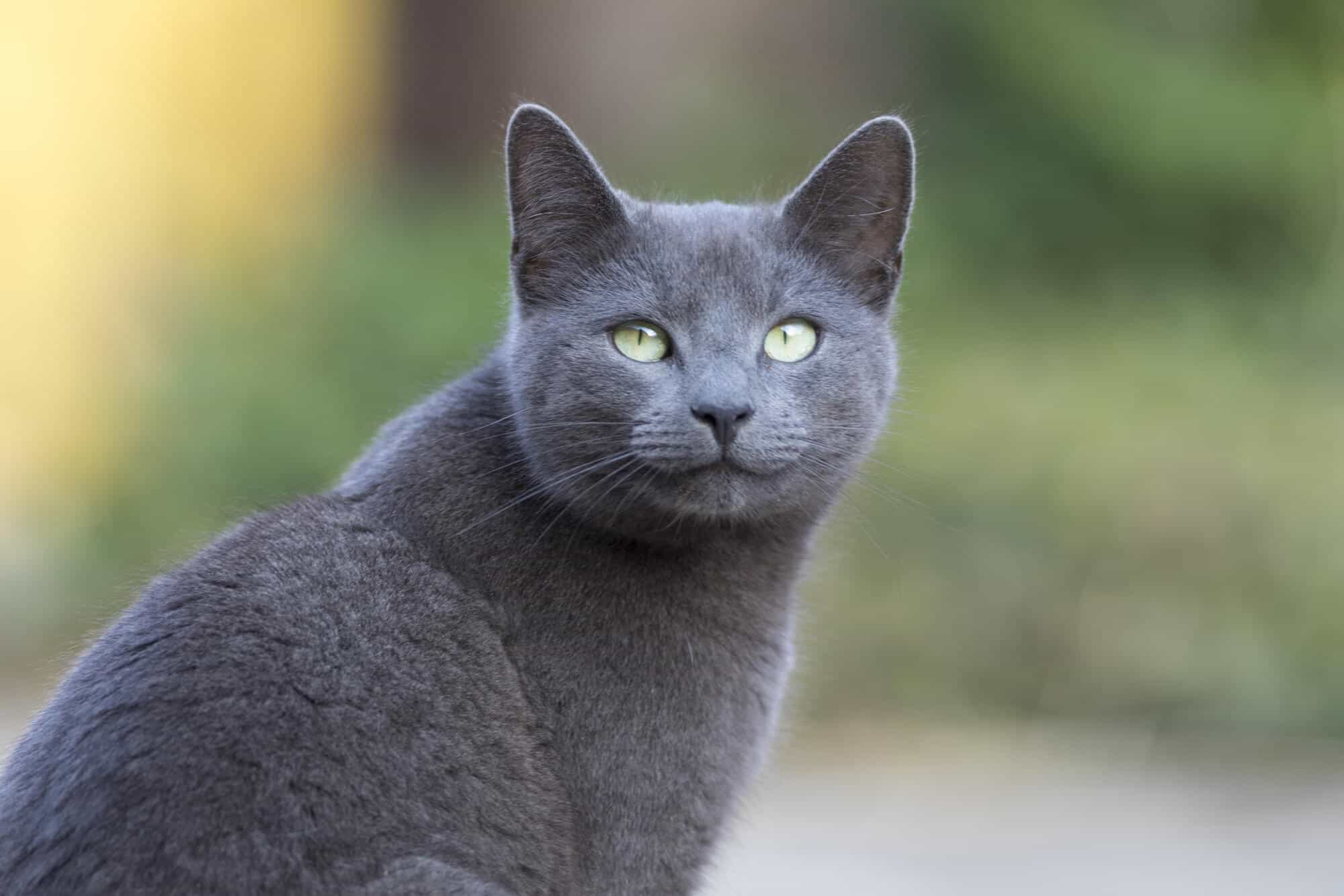 Ras Russian Blue: Kenali Ras Kucing di Sekitar Kita