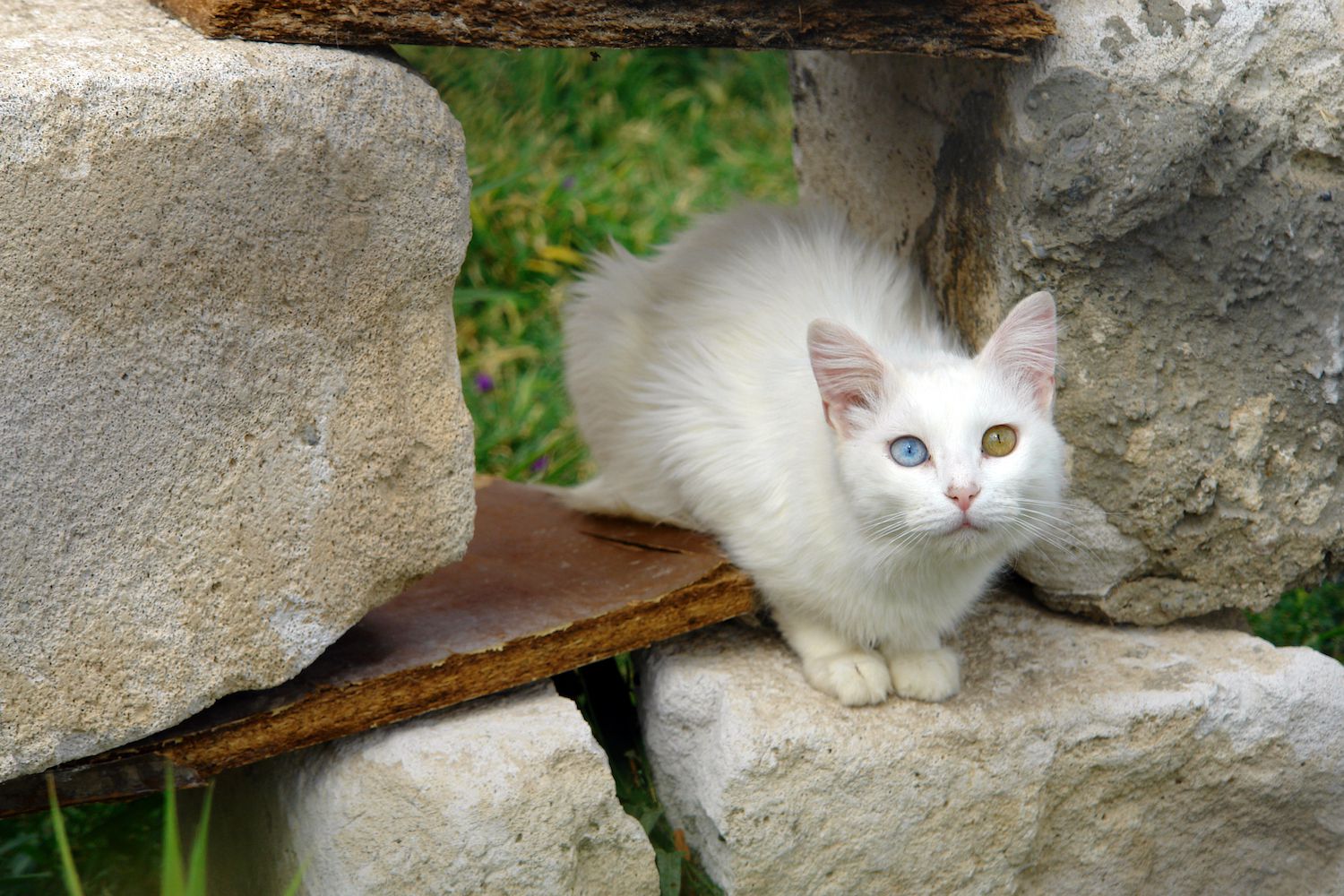 Kucing Turkish Van: Ras Kucing Menawan yang Ada di Sekitar