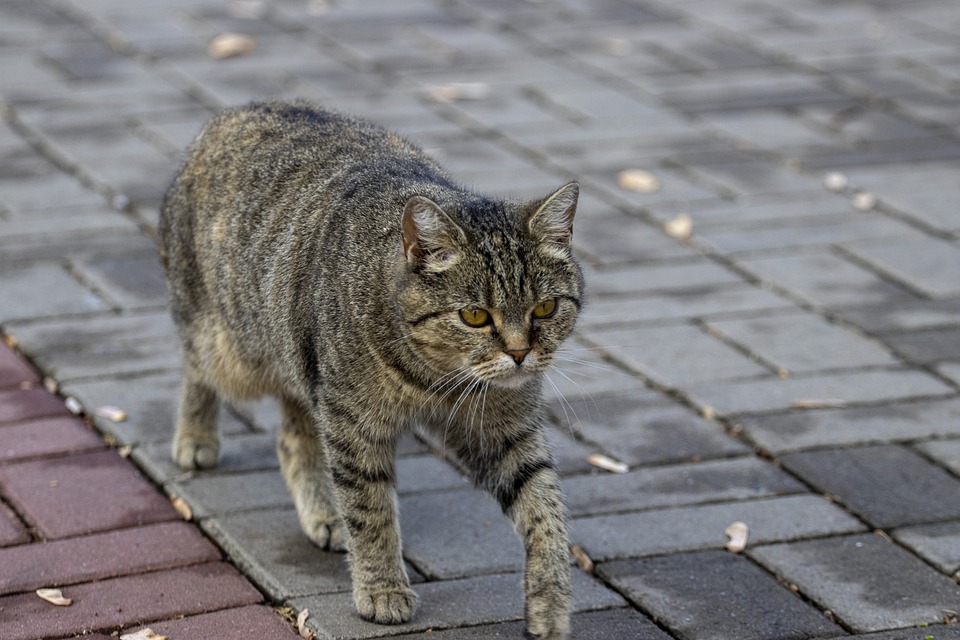 Berbagai Macam Tingkah Kucing Ketika Sedang Merasa Bosan