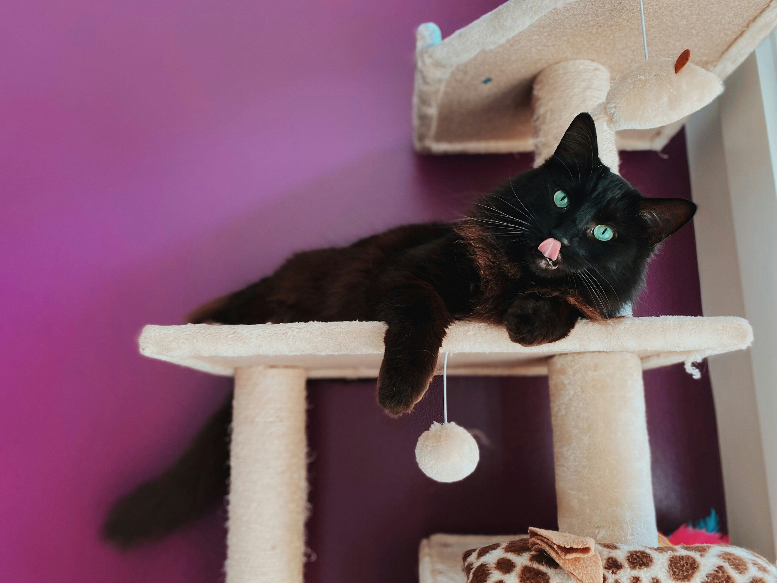 a black cat on a cat tree