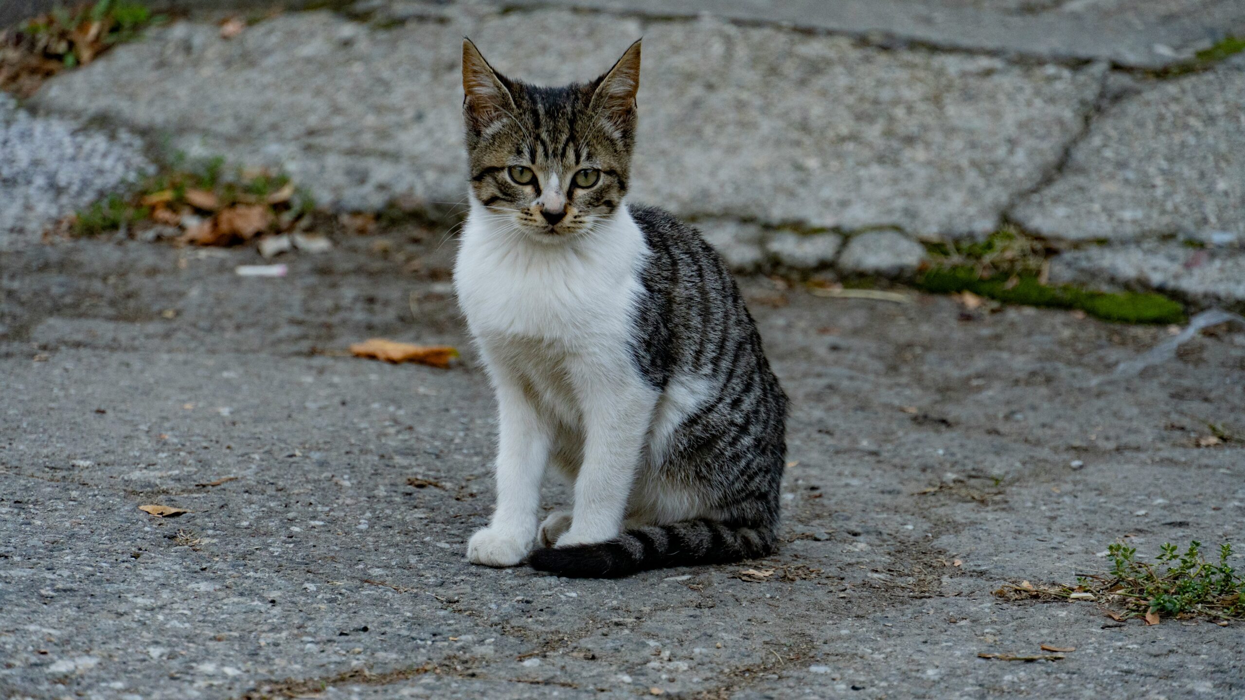 Berbagai Aktivitas Kucing Ketika Sedang Merasa Bosan