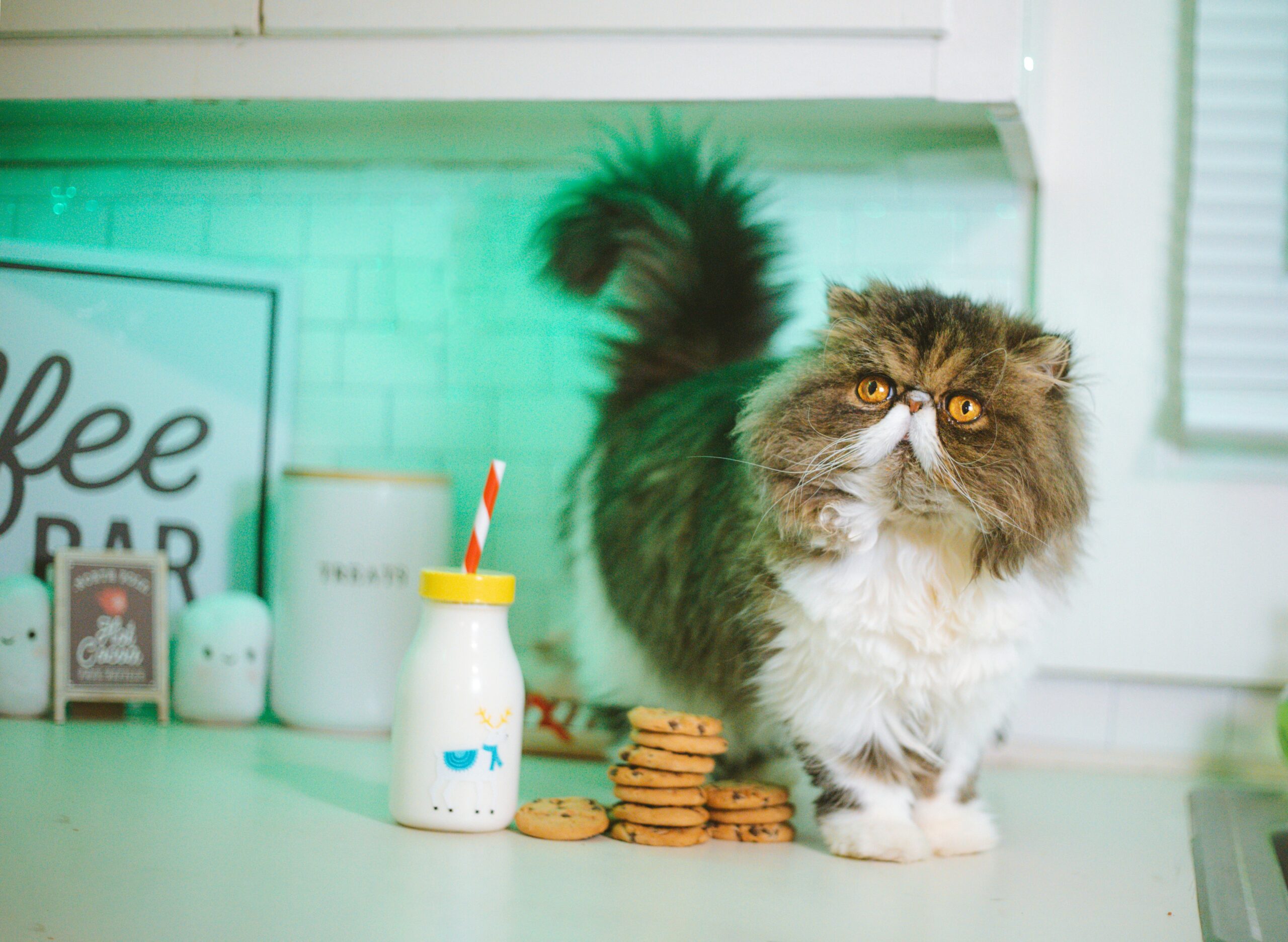 Berbagai Macam Tingkah Kucing Ketika Sedang Marah