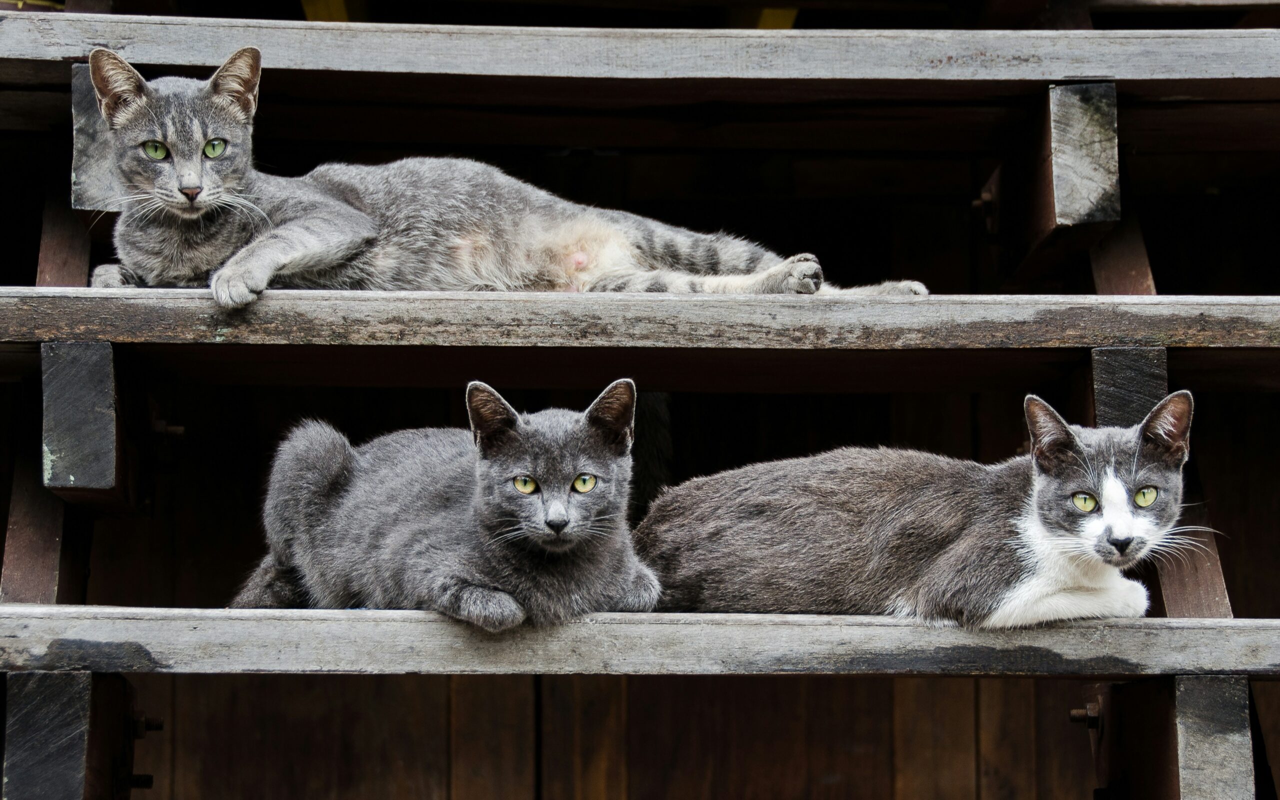 Berbagai Macam Tingkah Laku Kucing yang Membuat Heran