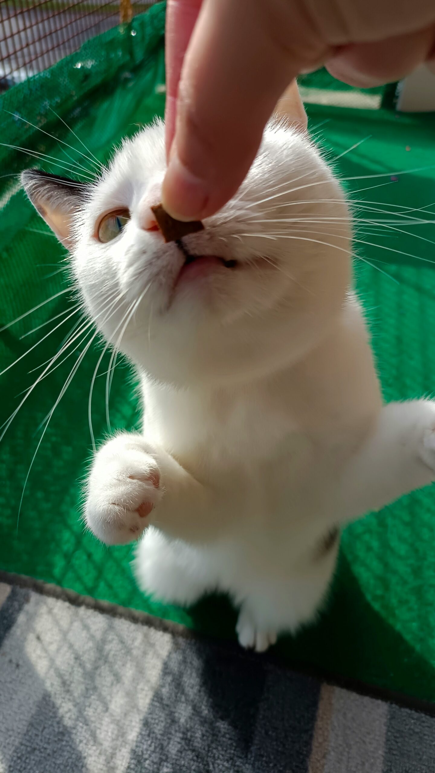 Pengaruh Geografi Terhadap Tingkah Laku Kucing