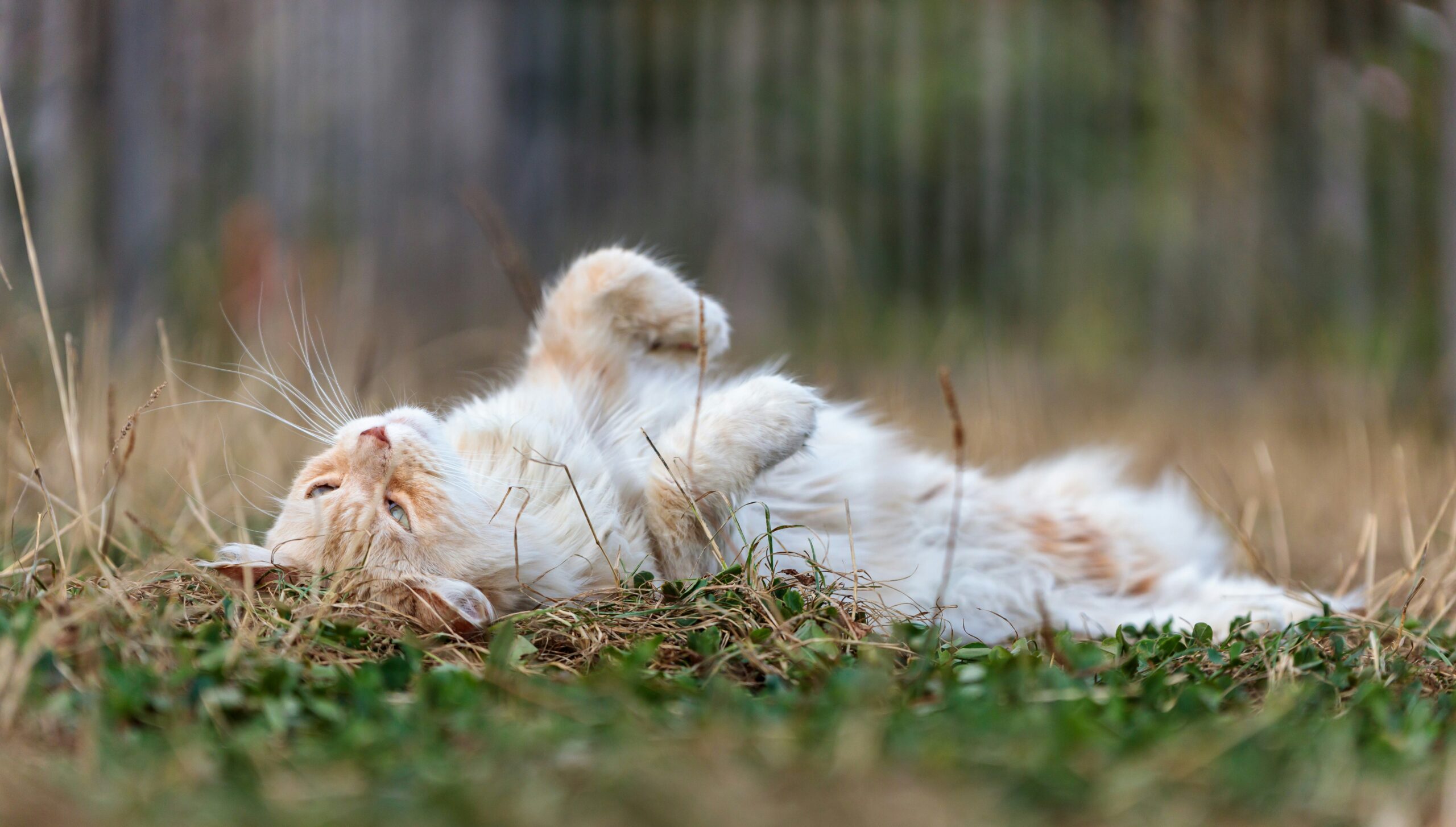 an orange and white cat rolling around in the grass