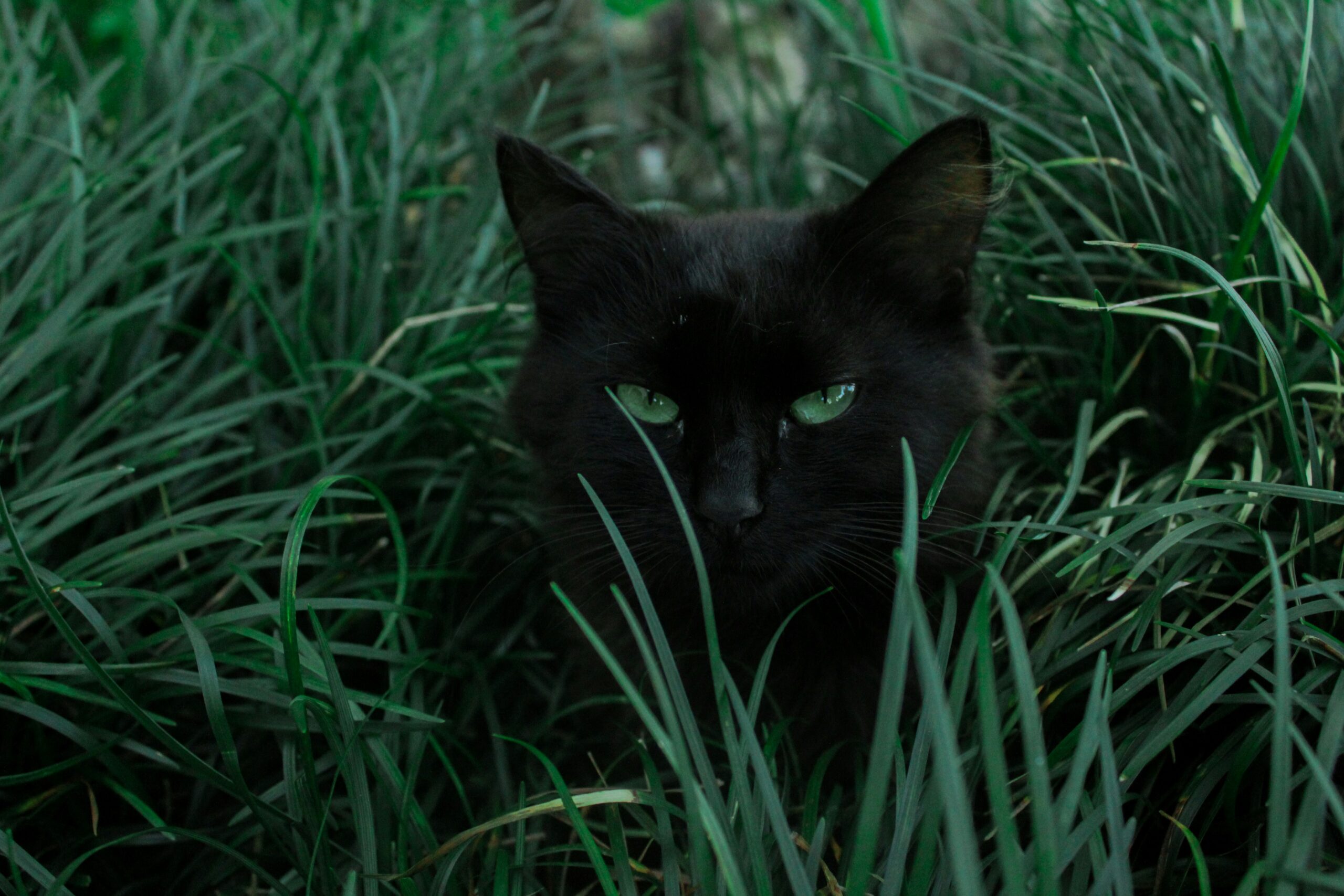 black cat hiding behind green grass