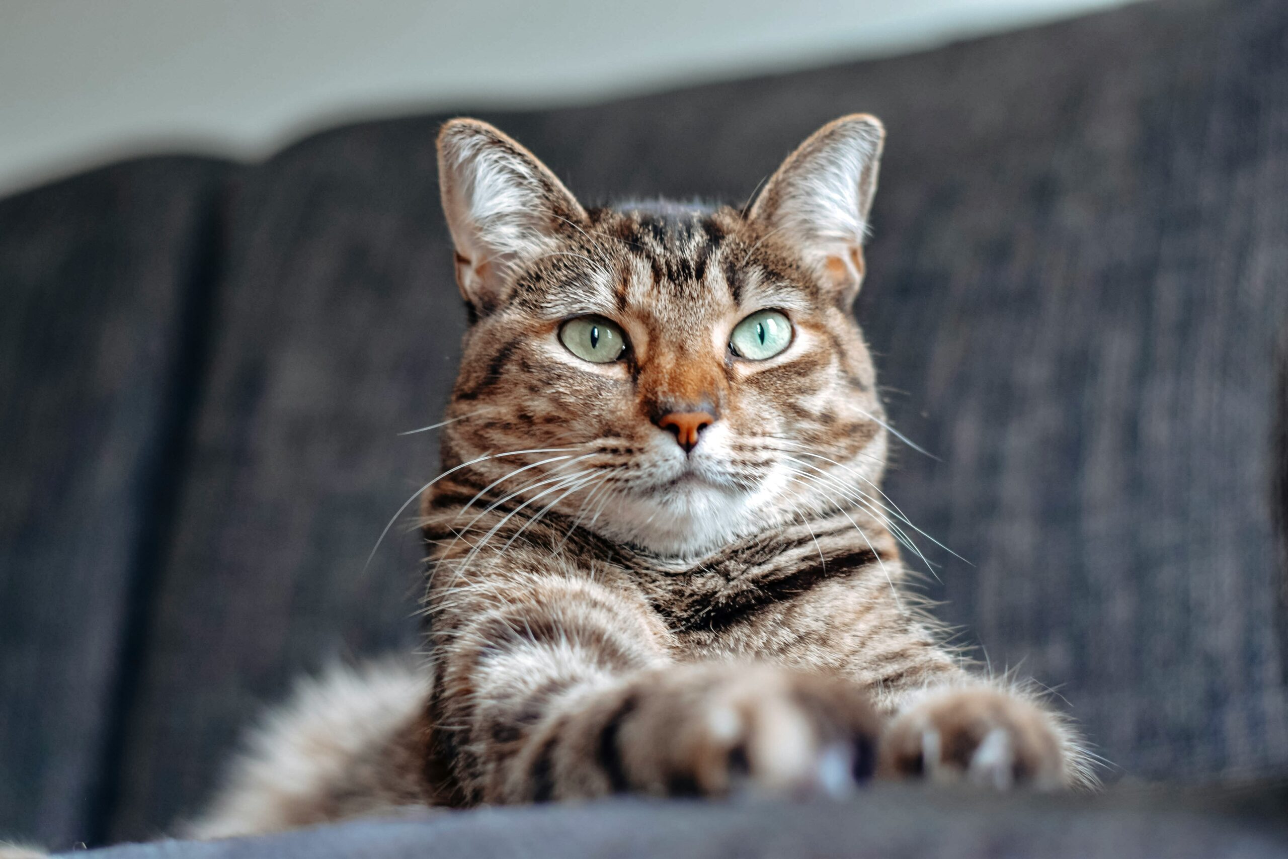 Berbagai Tingkah Laku Kucing Ketika Sedang Merasa Sedih