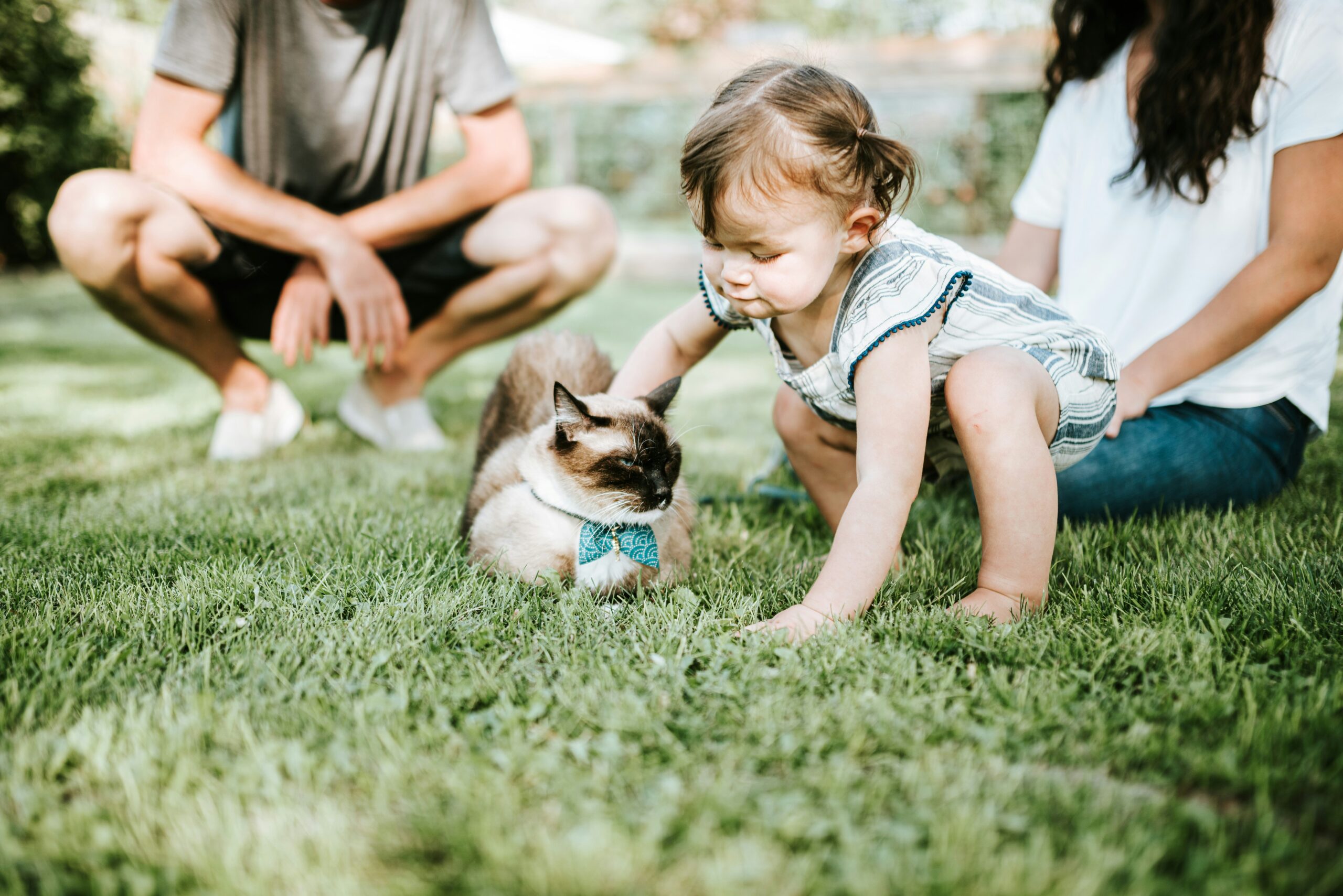 girl in blue denim dungaree sitting on green grass field with brown and white short coated