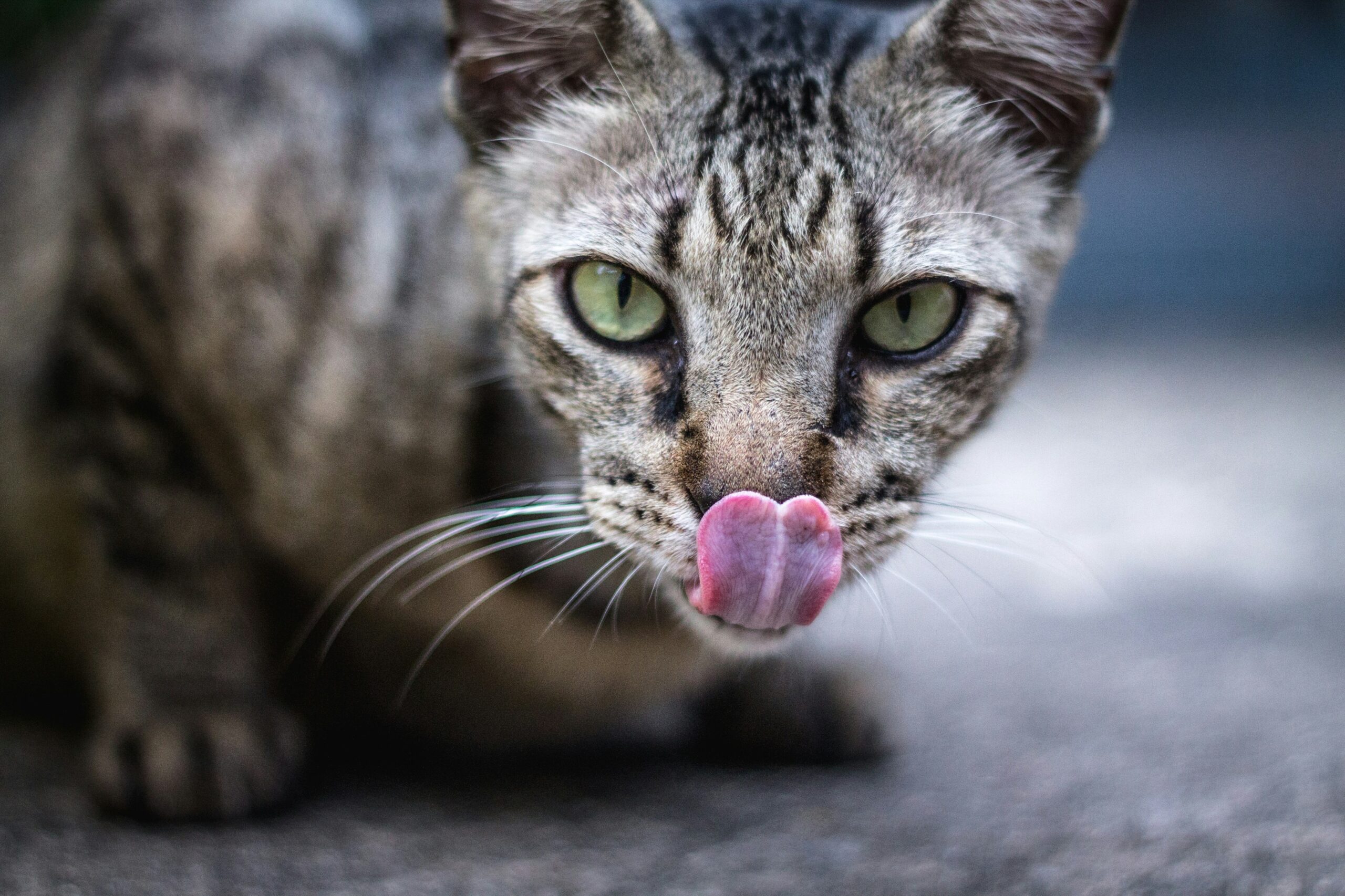 Mengapa Kucing Sangat Suka Menyundul Kaki Pemiliknya?