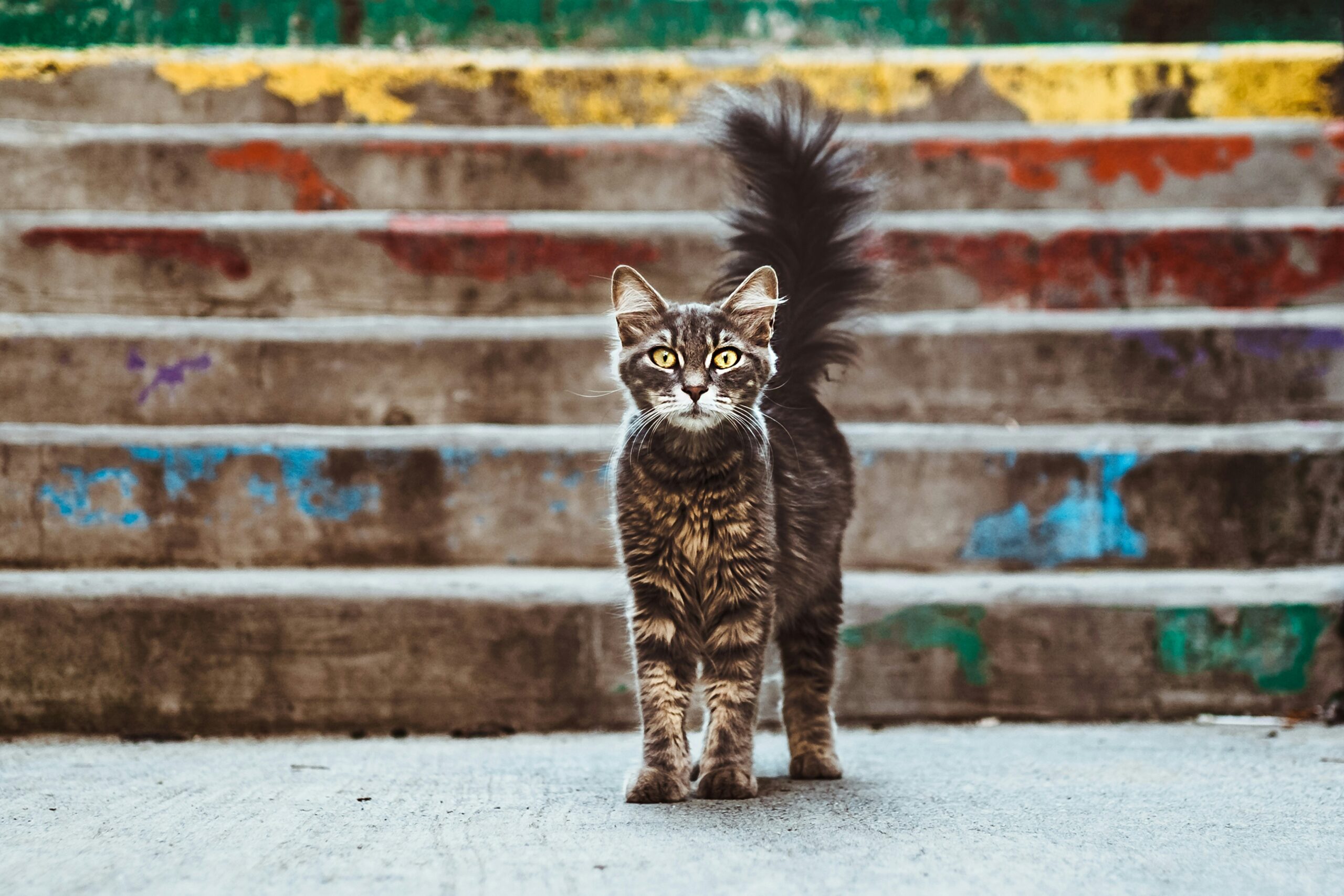 Berbagai Macam Tingkah Kucing Ketika Sedang Merasakan Sakit