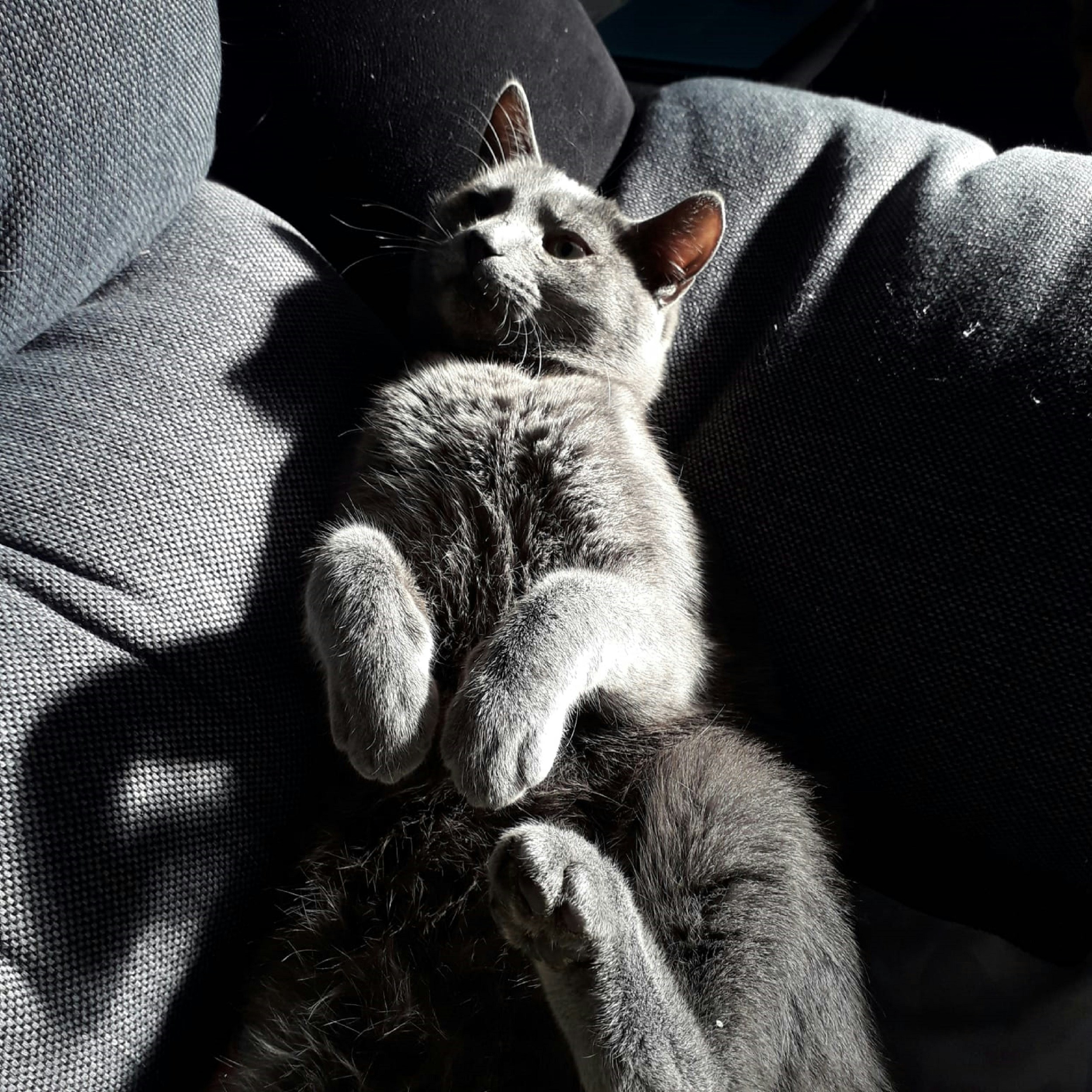 Mengungkap Berbagai Macam Tingkah Kucing Ketika Merasa Sedih