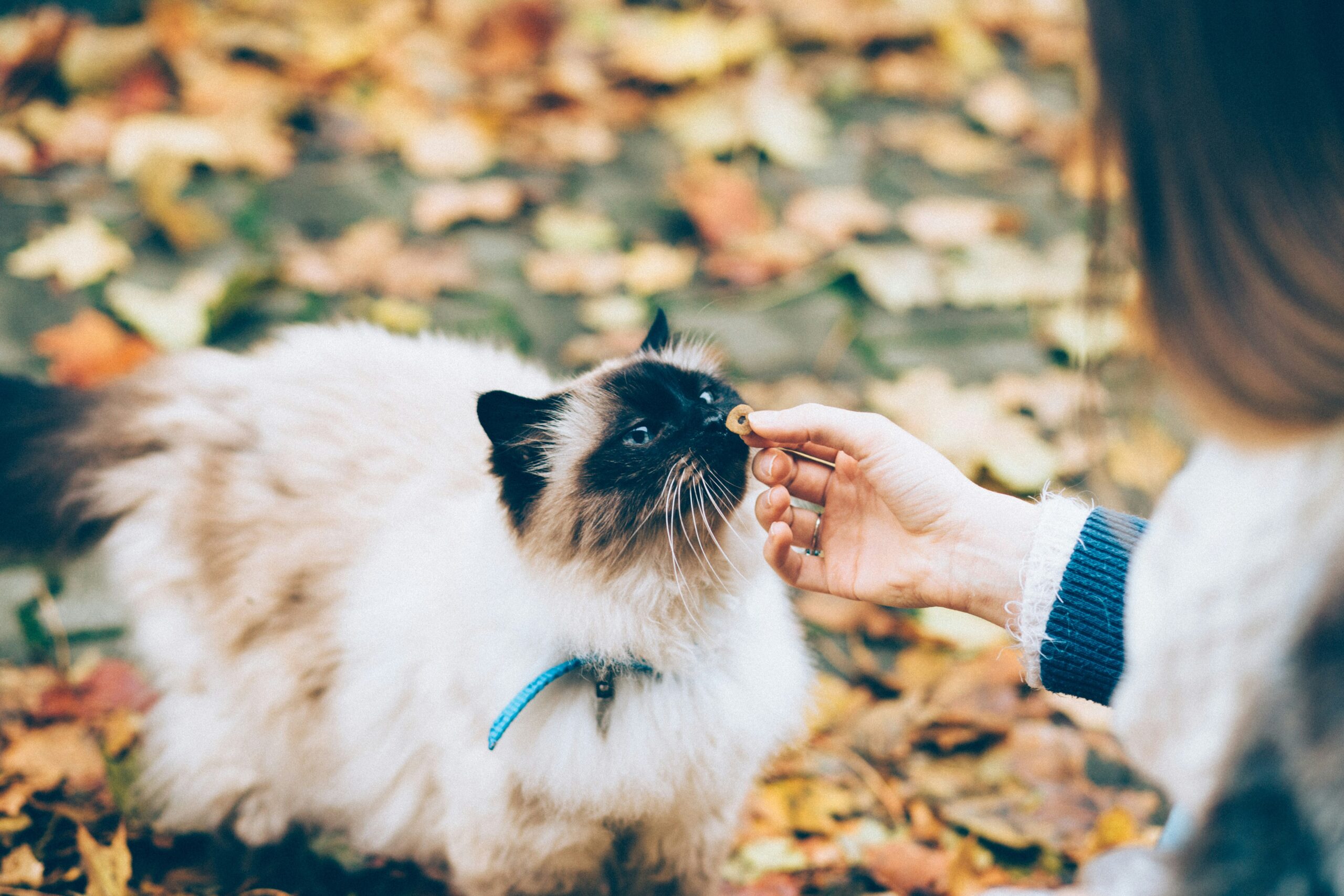 Mengapa Kucing Sangat Suka Beberapa Makanan