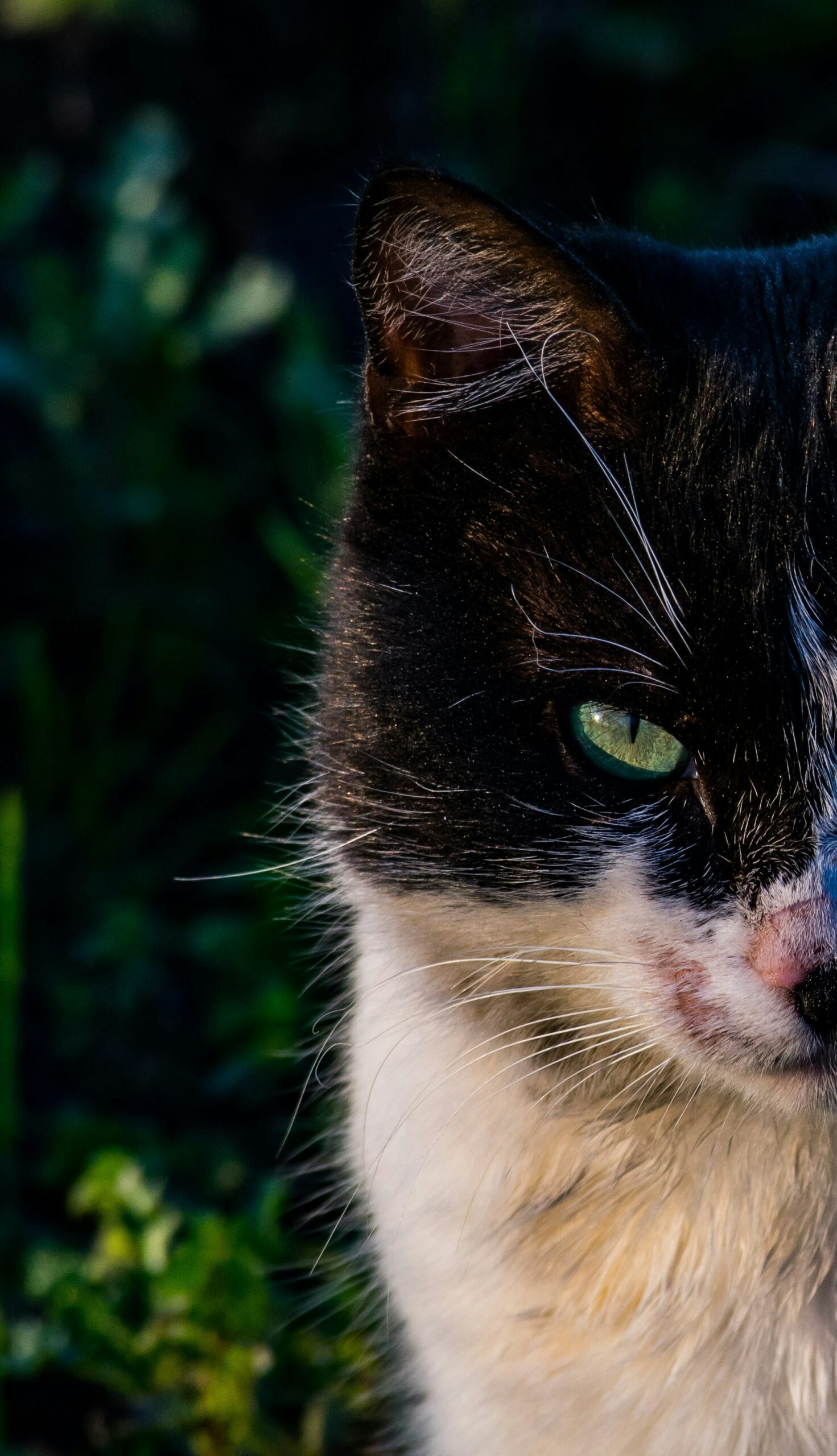 Berbagai Macam Tingkah Kucing Ketika Sedang Merasa Bahagia