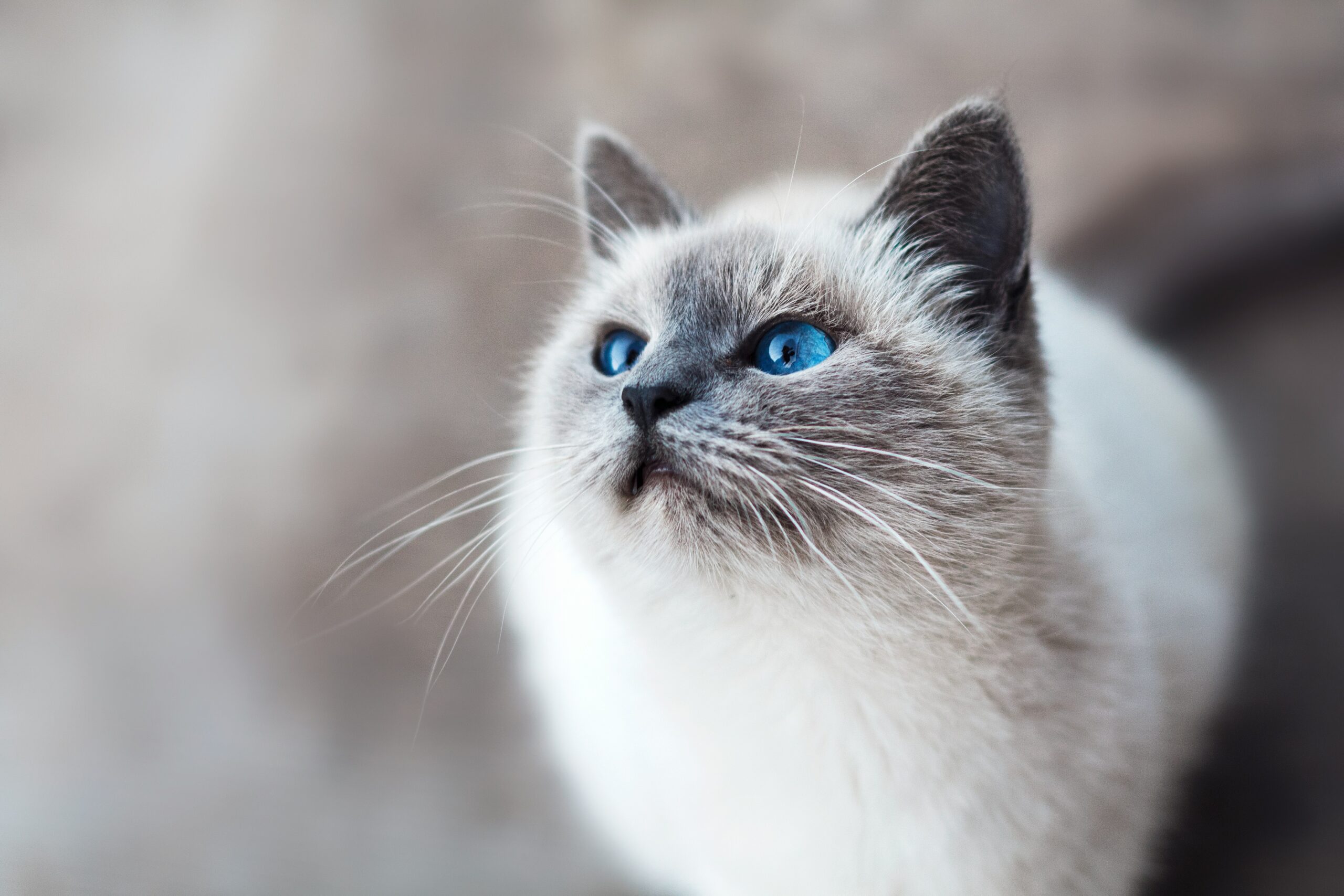 Berbagai Macam Tingkah Kucing Ketika Merasa Kedinginan